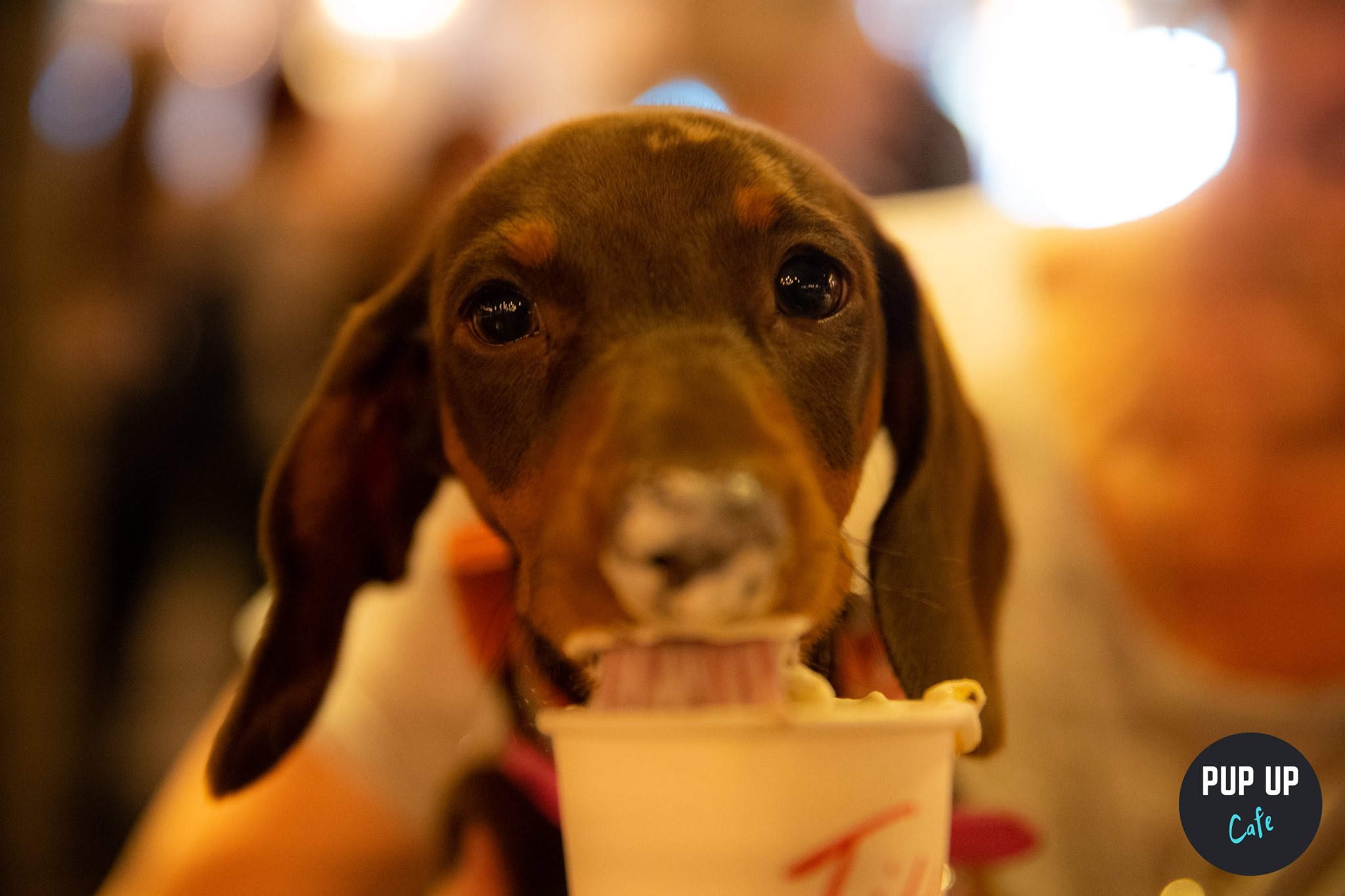 Dachshund Pop Up Cafe Birmingham (Solihull) at Revolution Solihull
