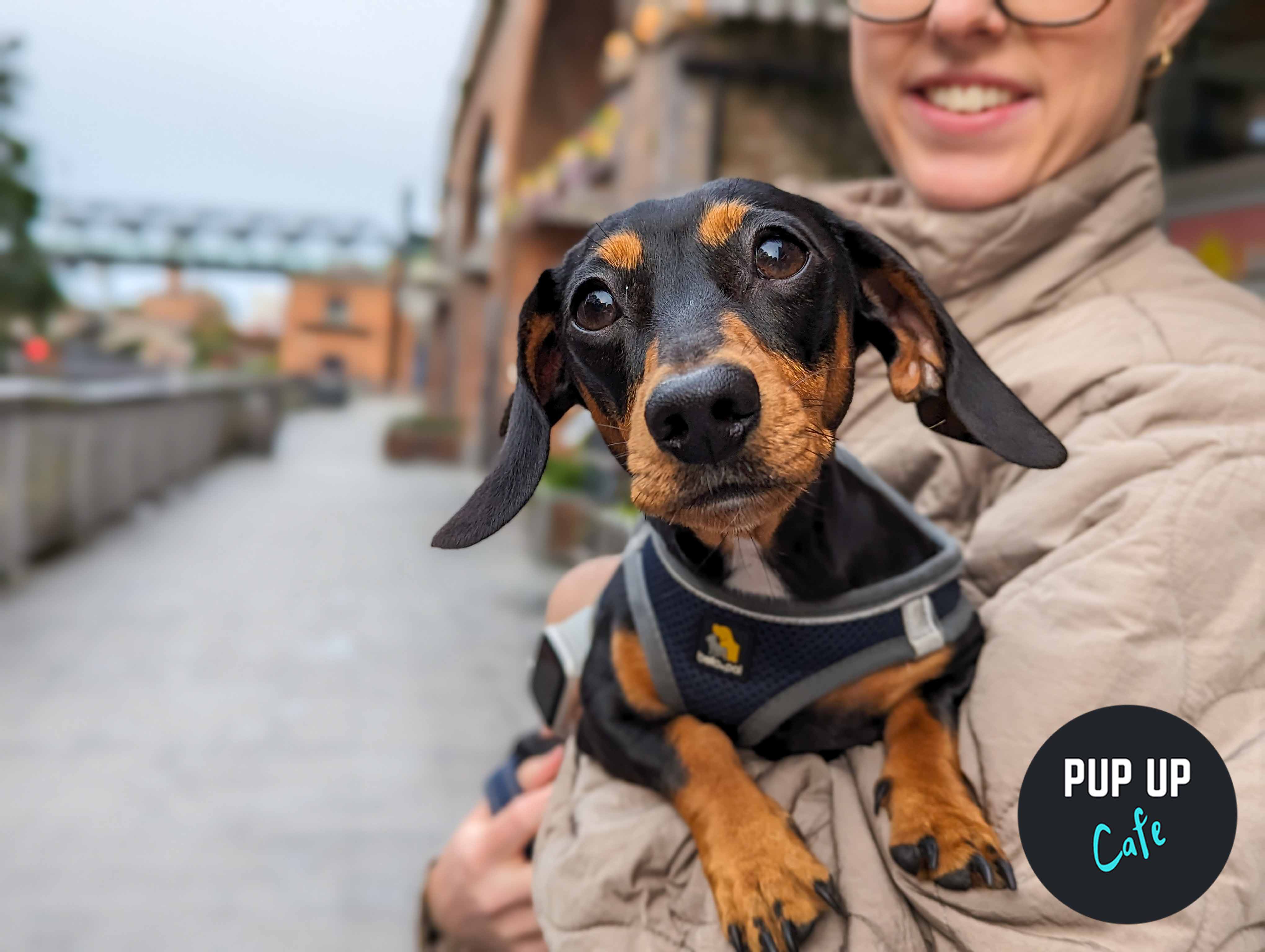 Dachshund Pup Up Cafe – Liverpool