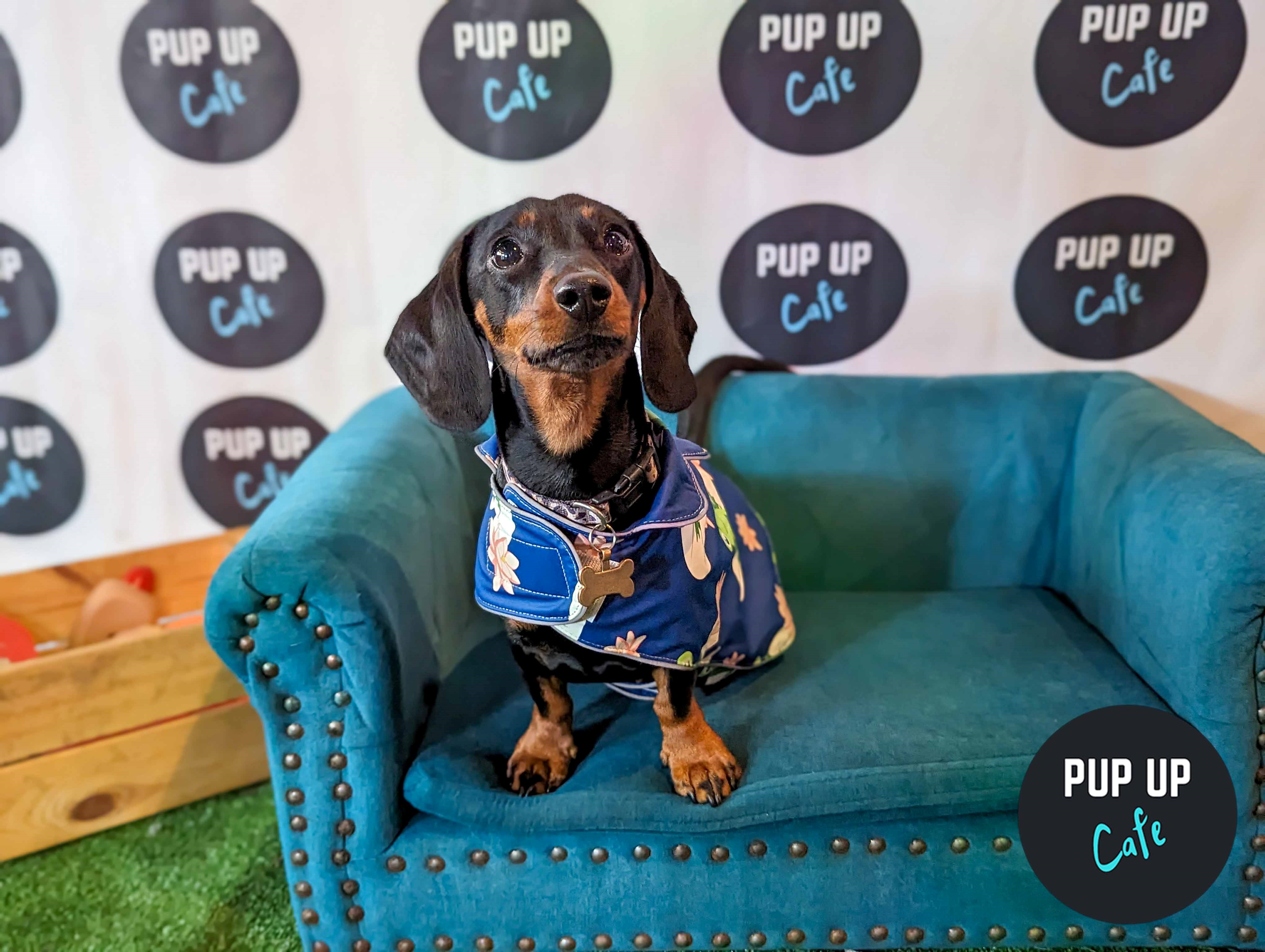 Dachshund Pup Up Cafe – York