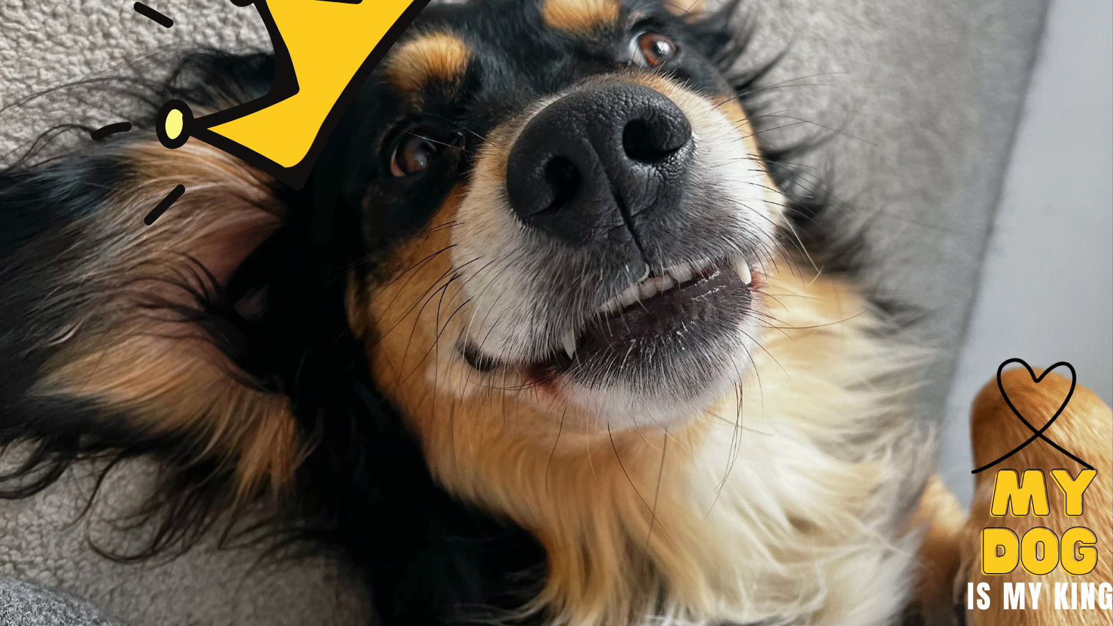 Arthur & Friends – Dog Social