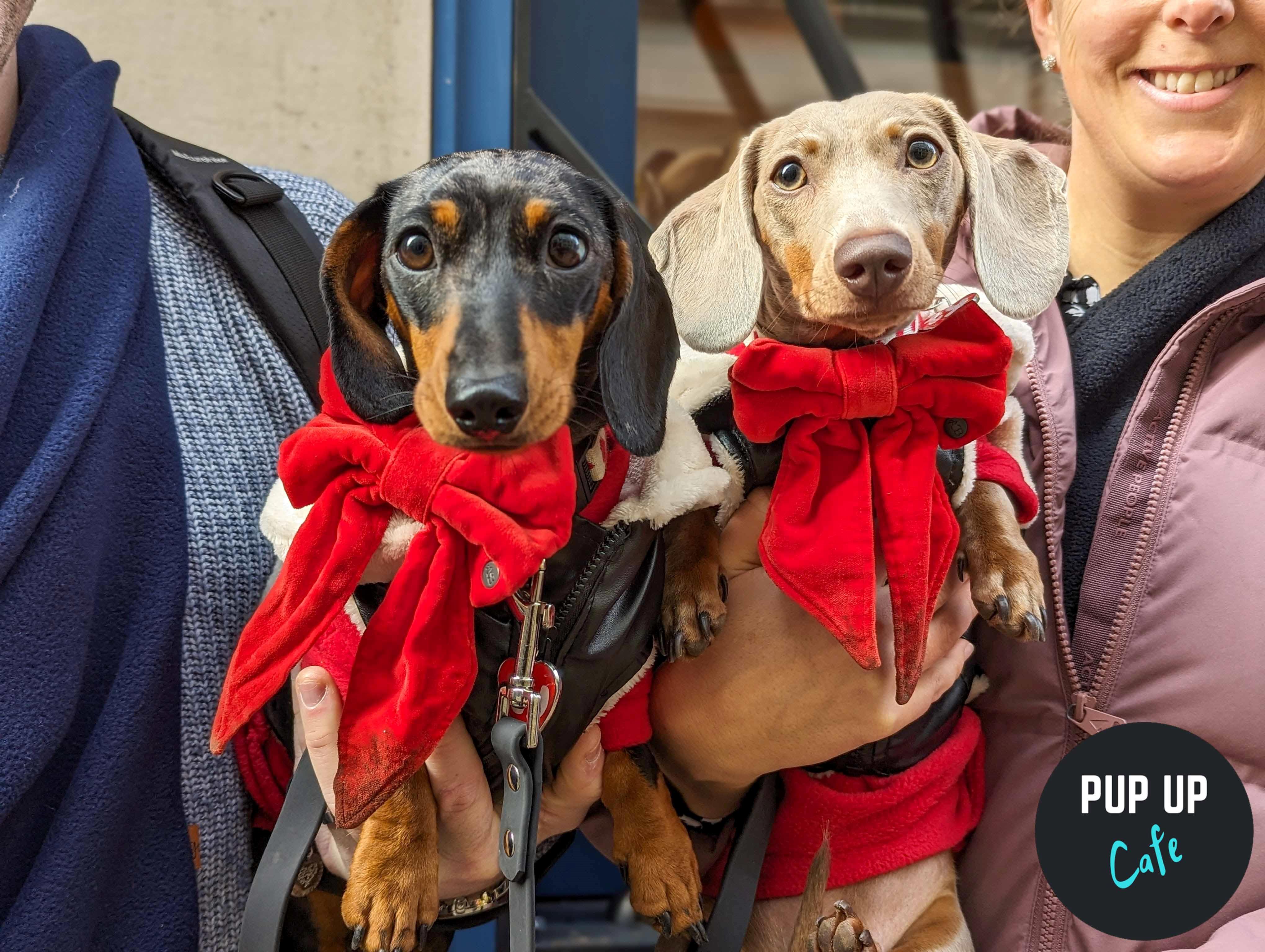 Dachshund Pup Up Cafe – Birmingham