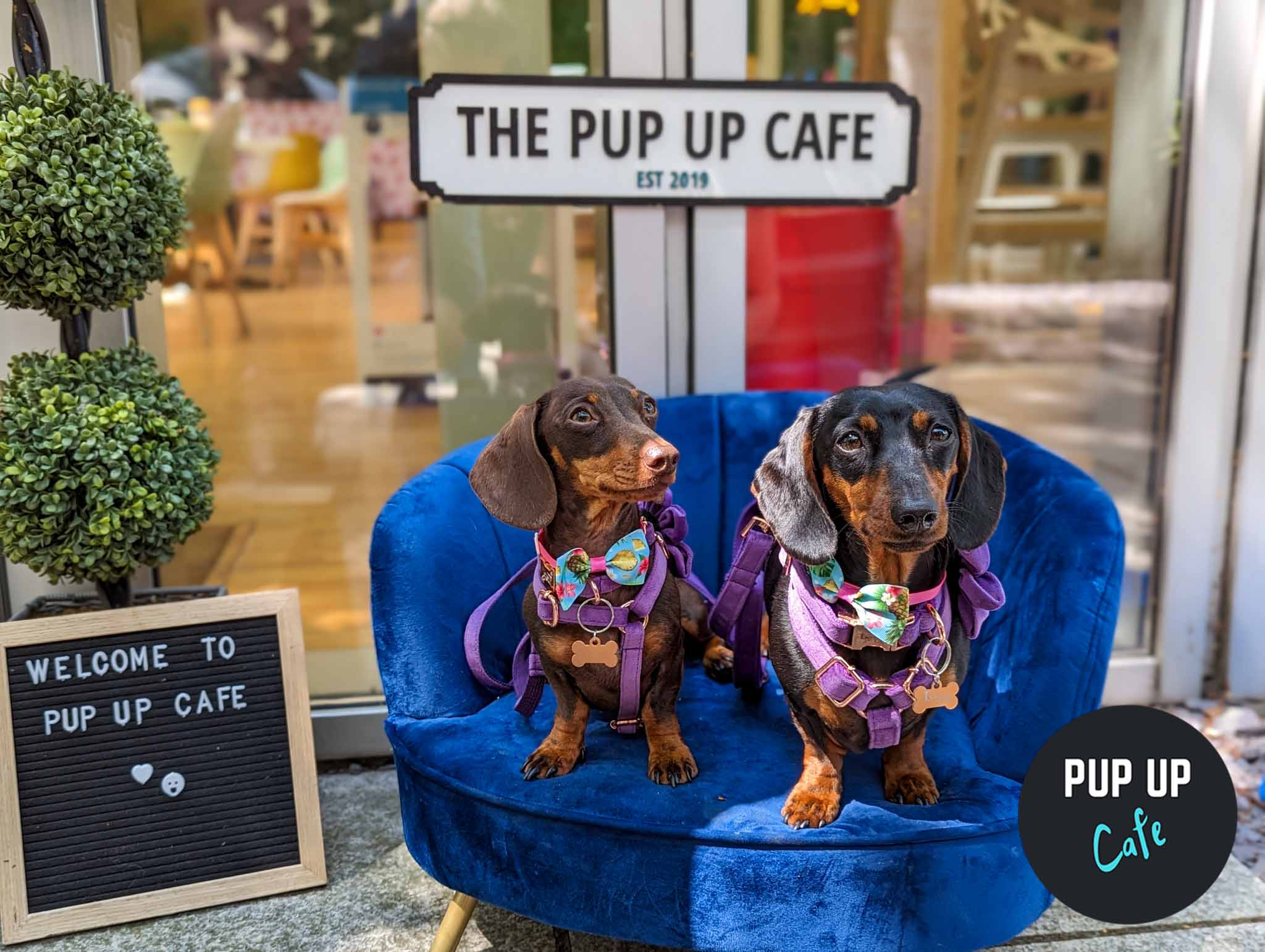 Dachshund Pup Up Cafe – Edinburgh