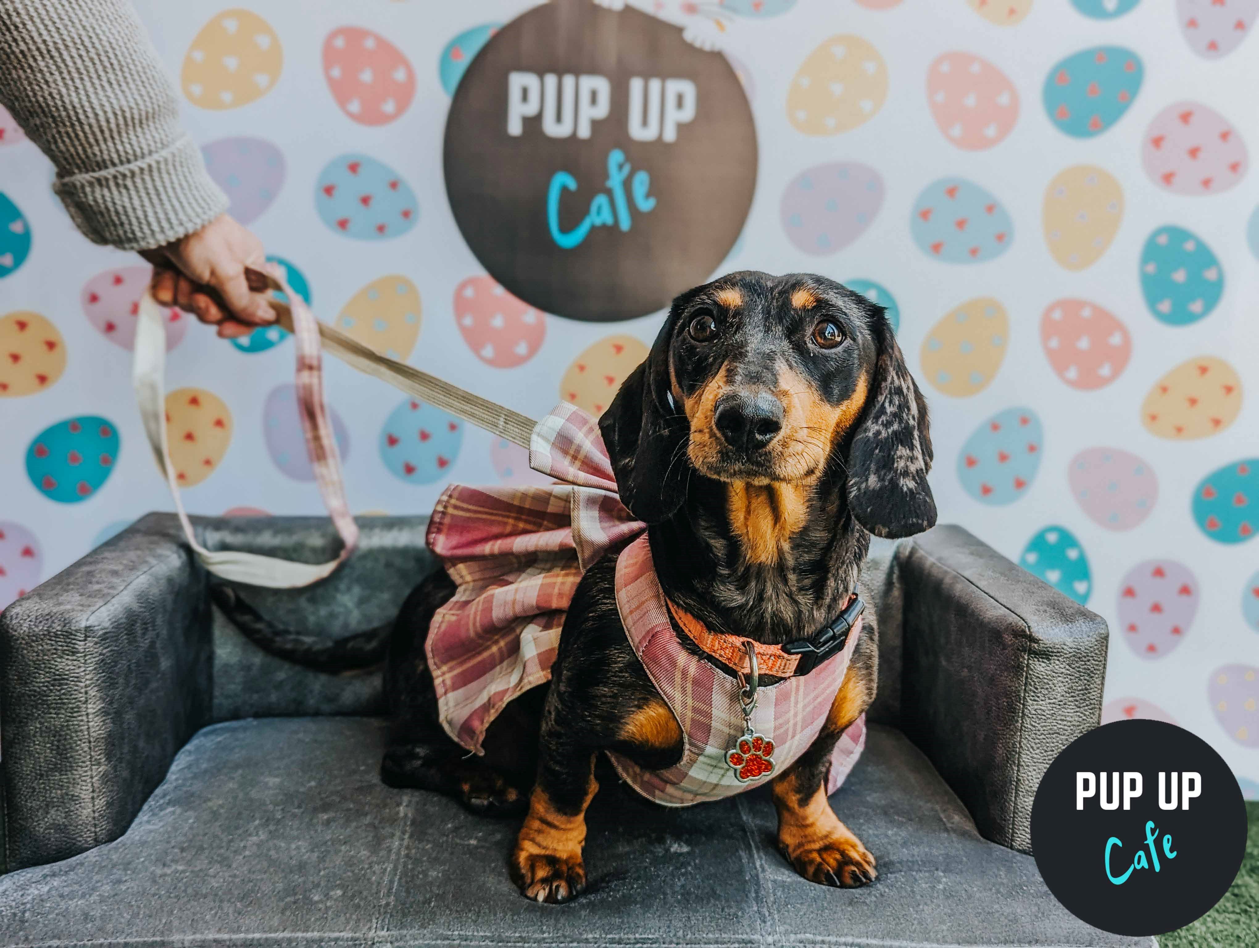 Dachshund Pup Up Cafe – Milton Keynes