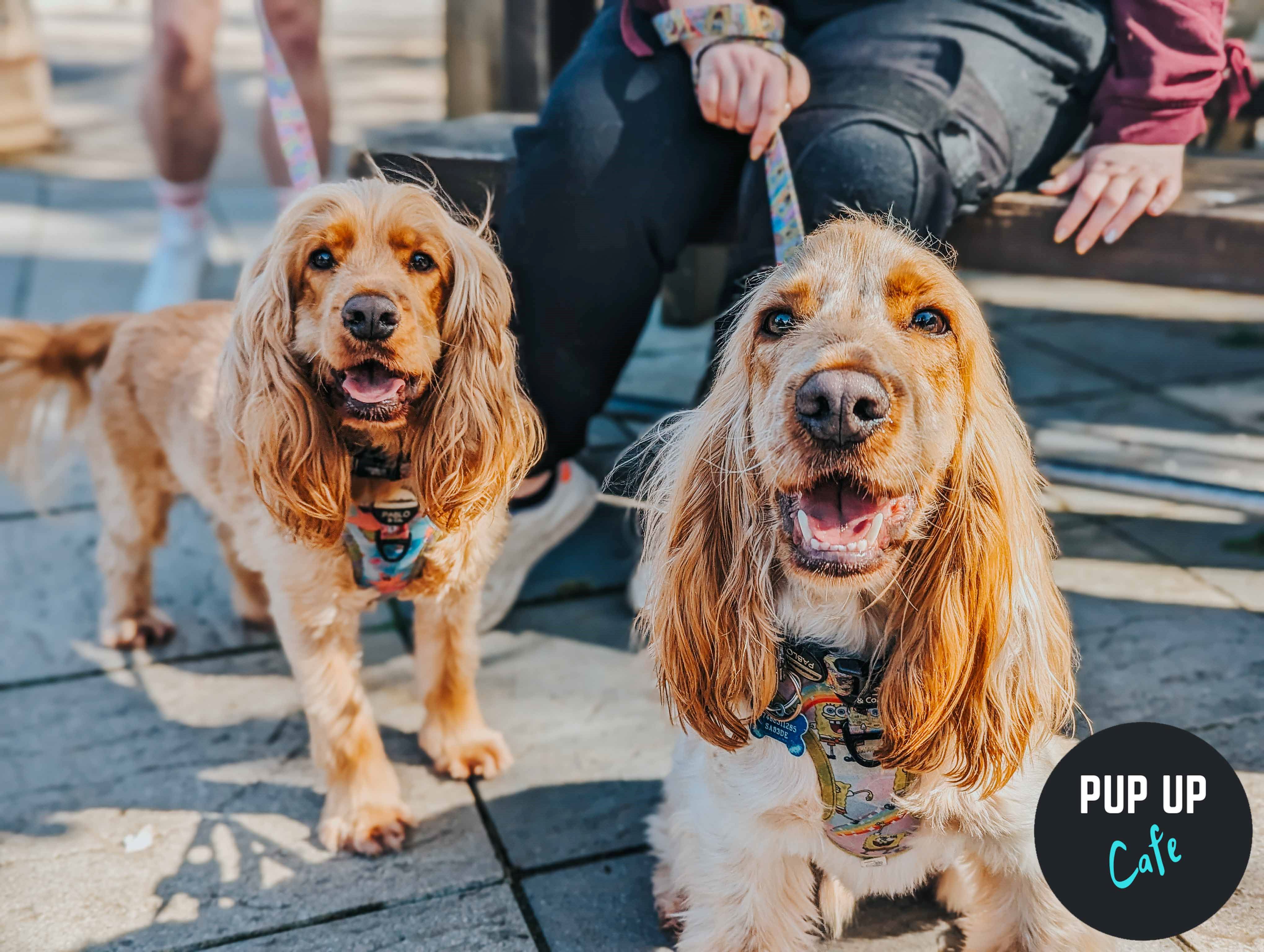 All Paws Pup Up Cafe: Cardiff