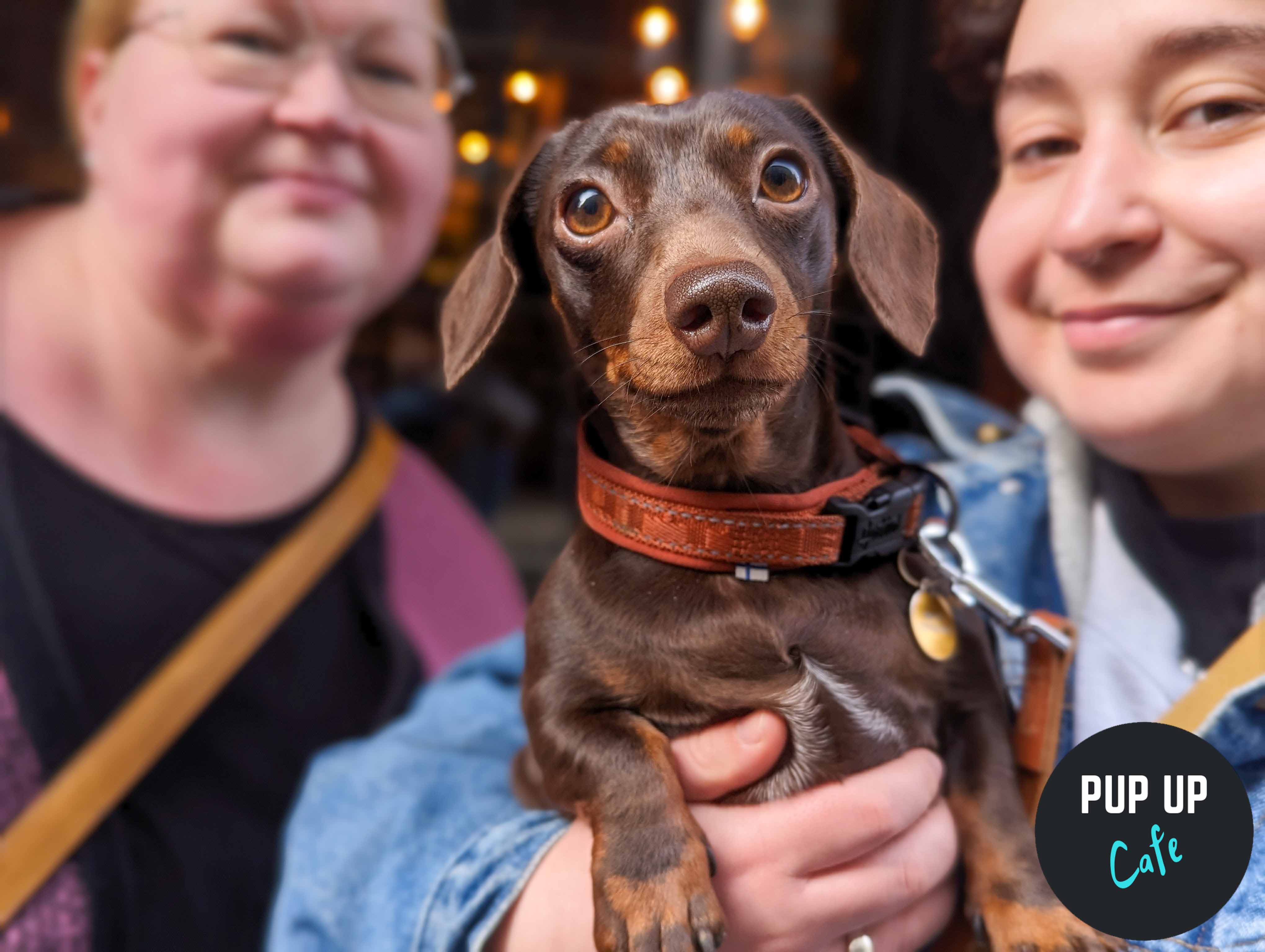 Dachshund Pup Up Cafe – Birmingham