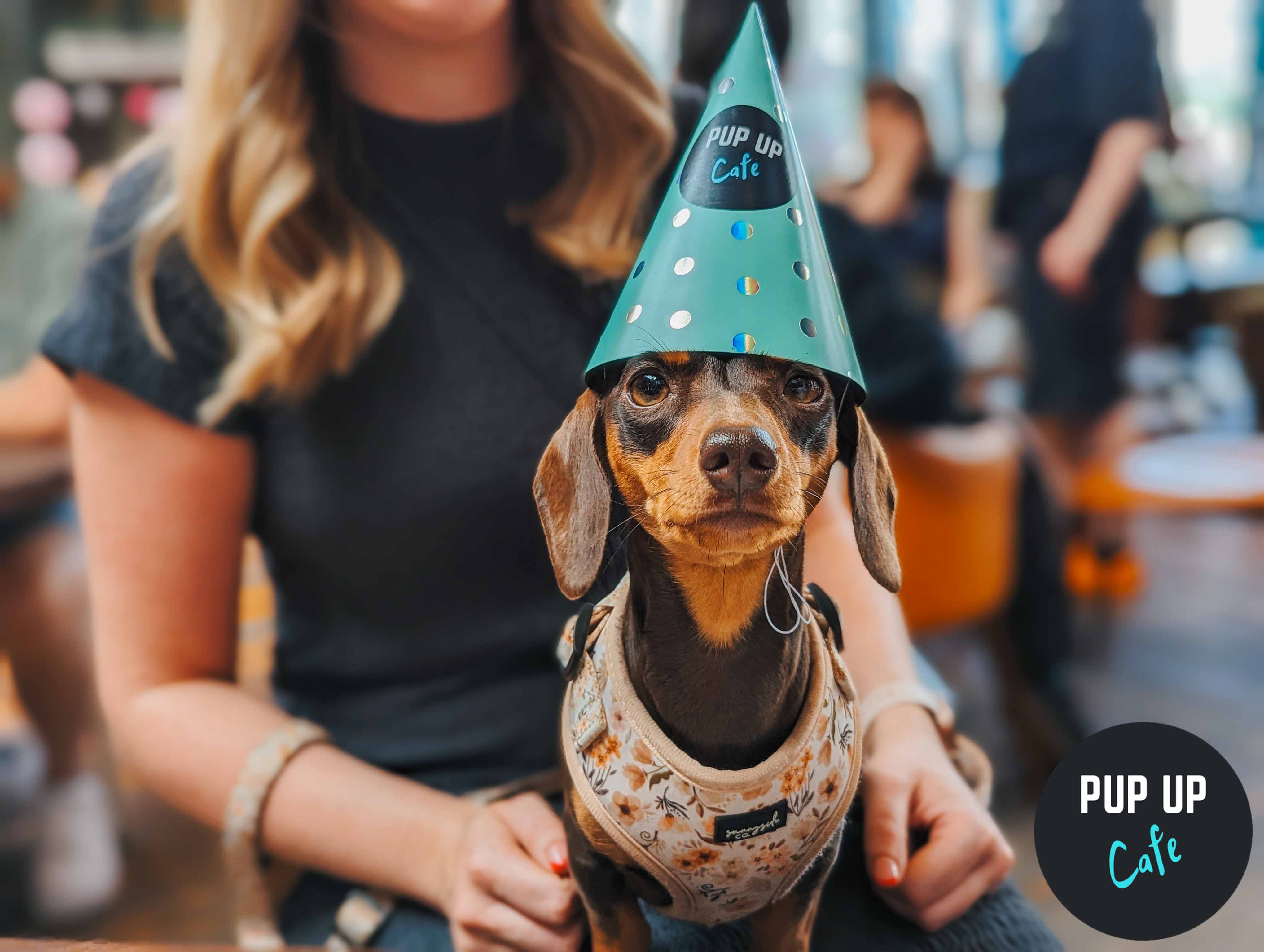 Dachshund Pup Up Cafe – Bristol