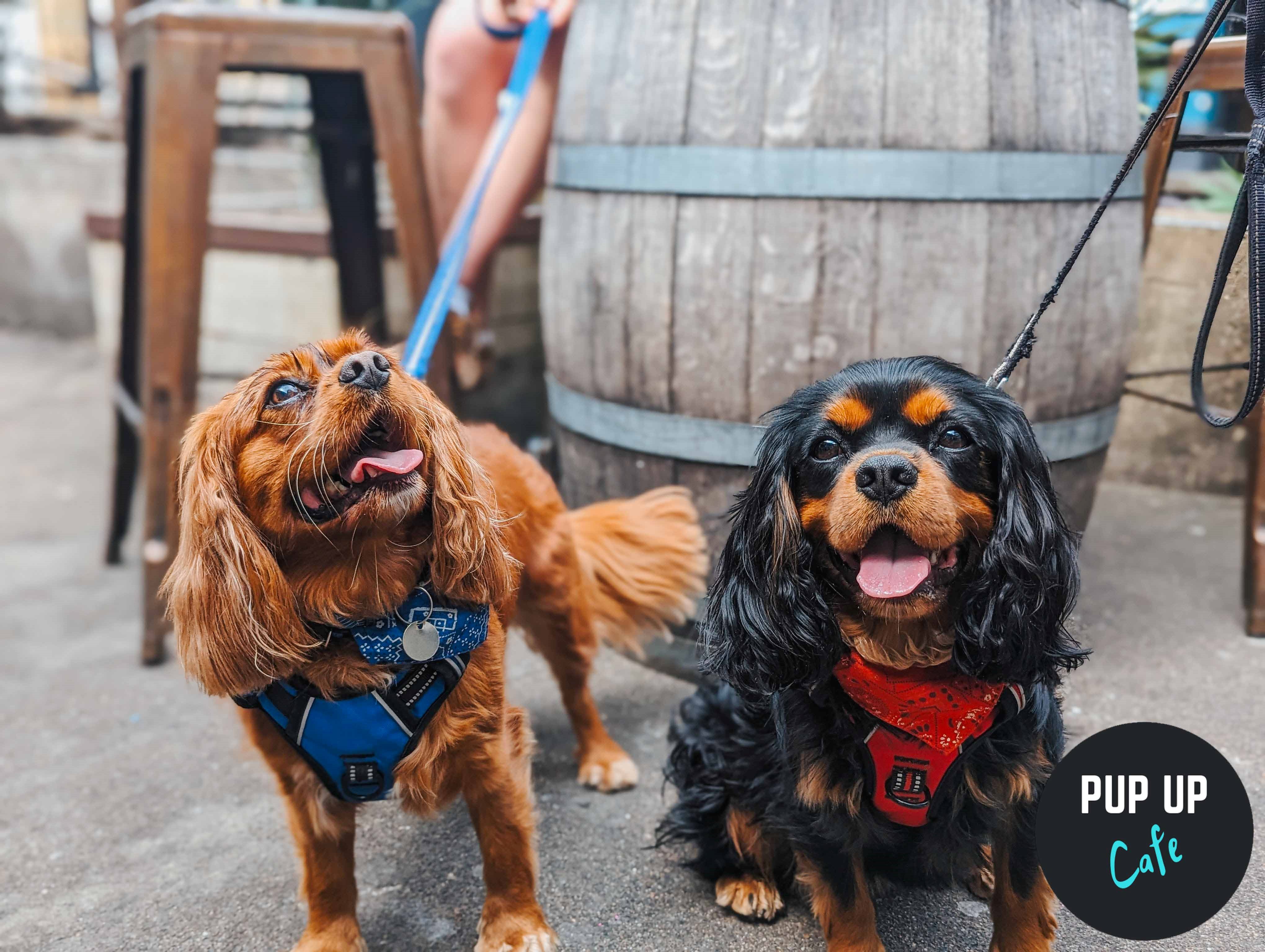 Spaniel Pup Up Cafe: Leeds