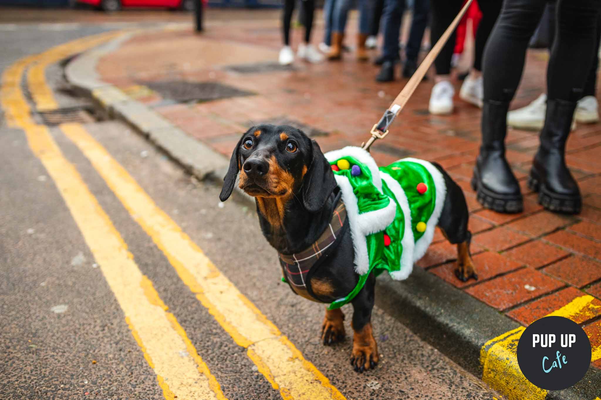 Glasgow – Dashing Dachshund Christmas Tour 🎄