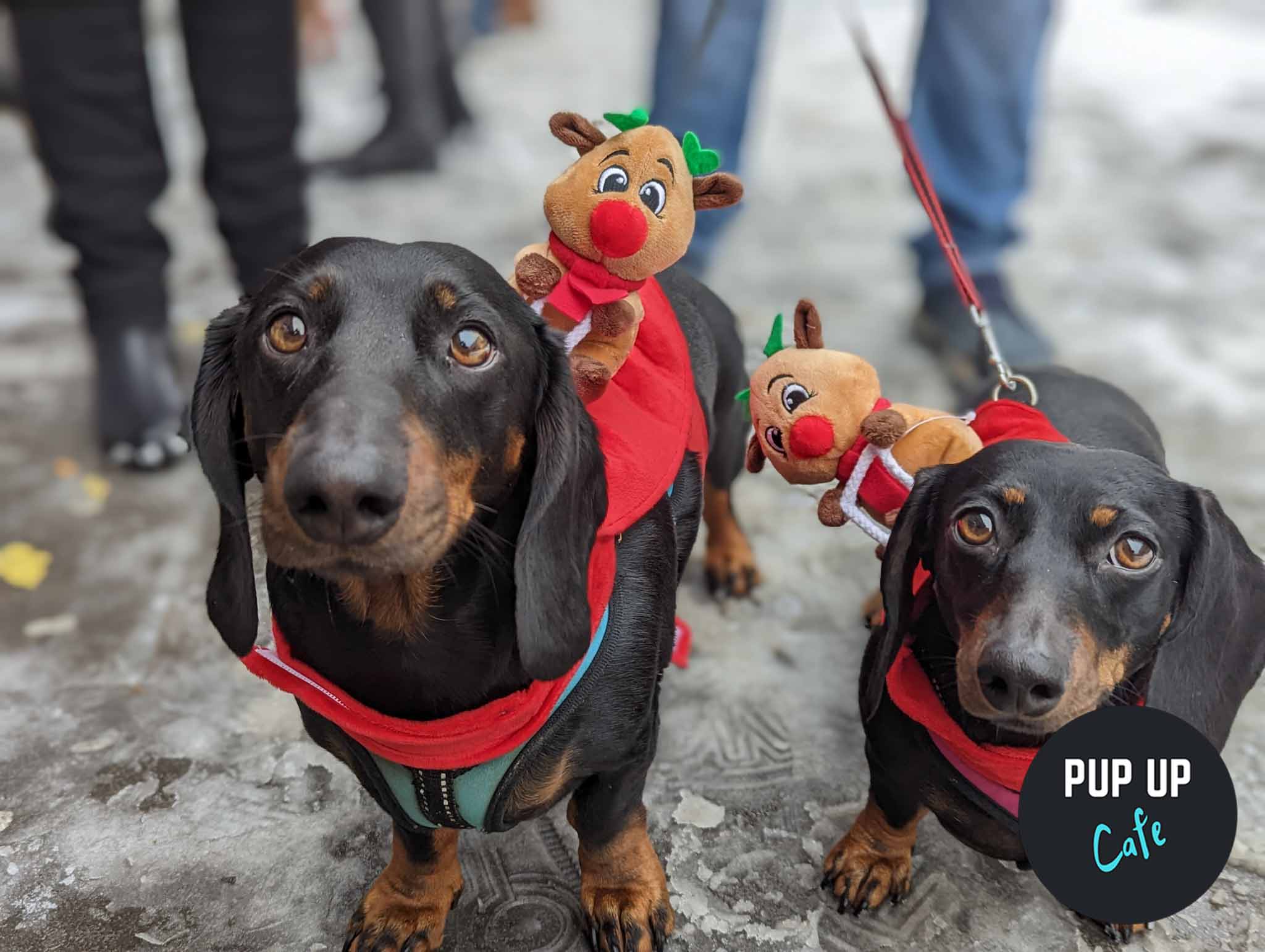 Brighton – Dashing Dachshund Christmas Tour 🎄