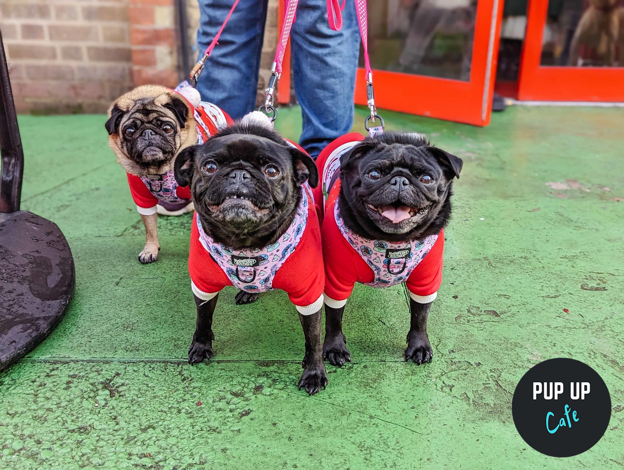 Brighton – Jingle Paws Christmas Tour 🧑🏼‍🎄