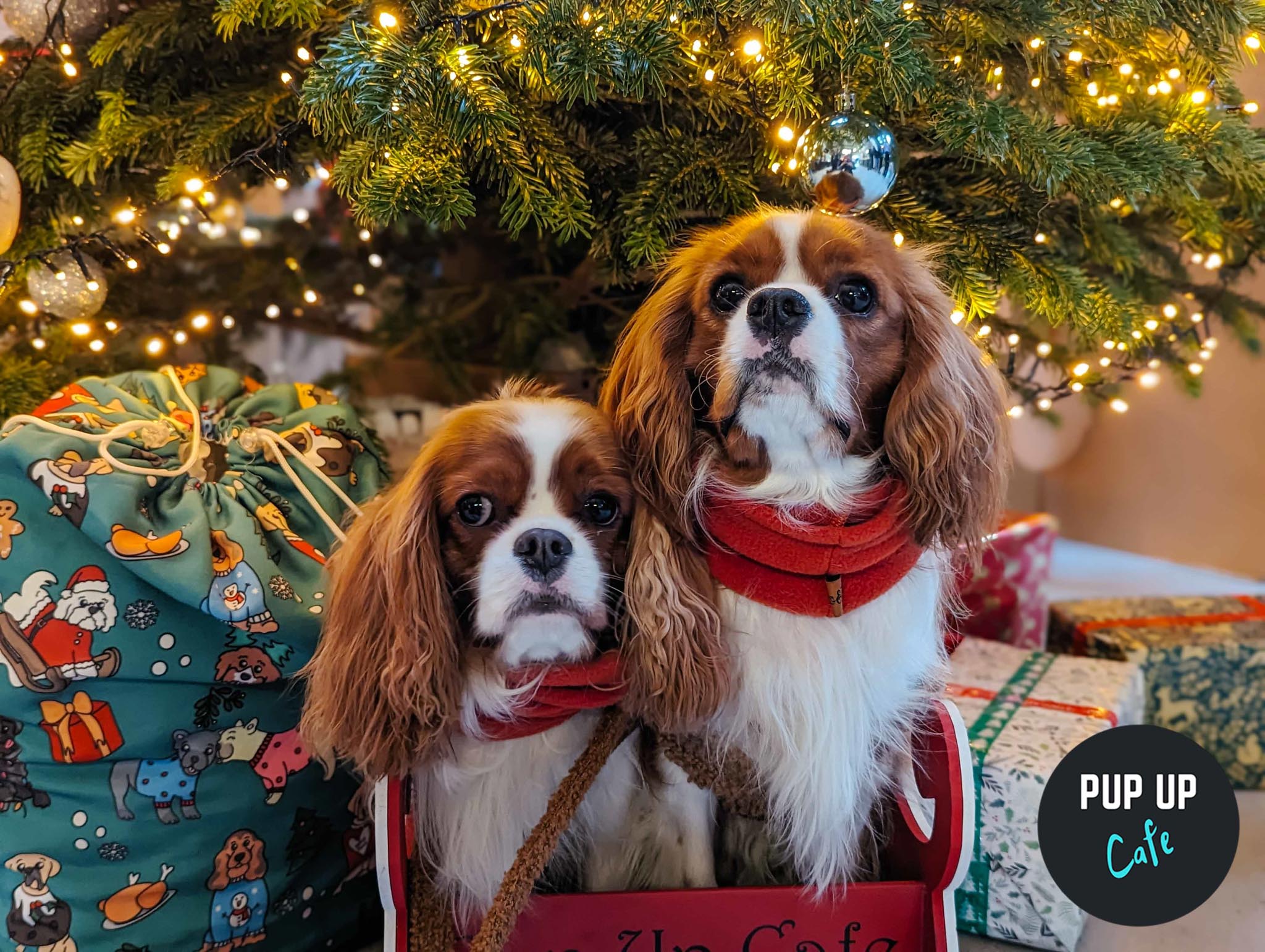 Milton Keynes – Jingle Paws Christmas Tour 🧑🏼‍🎄