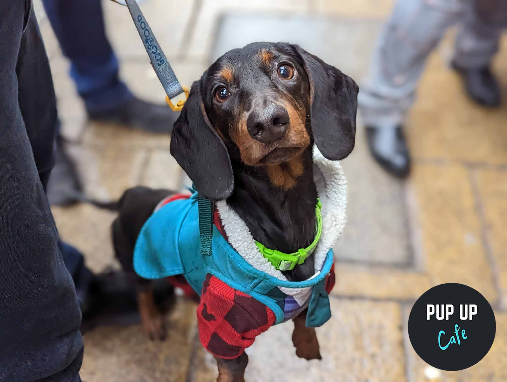 Cardiff – Dashing Dachshund Christmas Tour 🎄