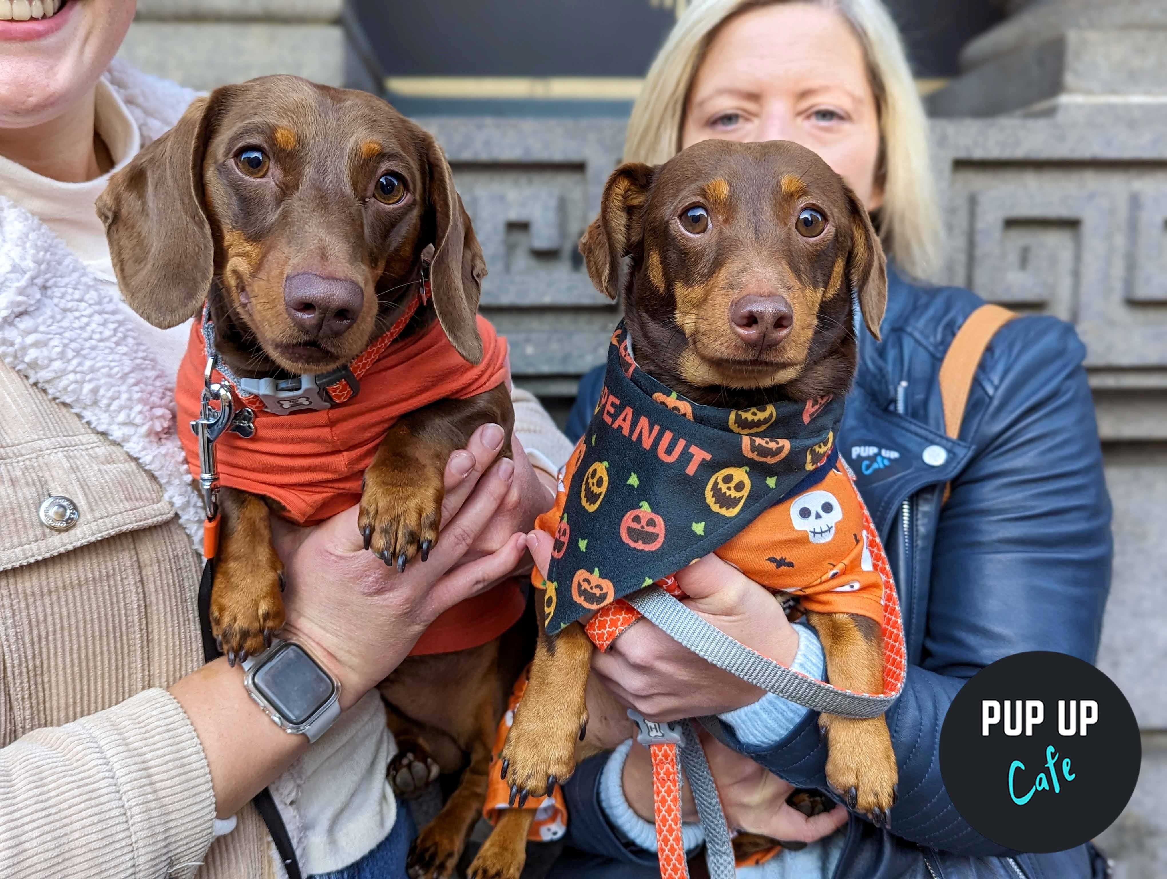 Halloween Dachshund Pup Up Cafe – Leeds 🎃