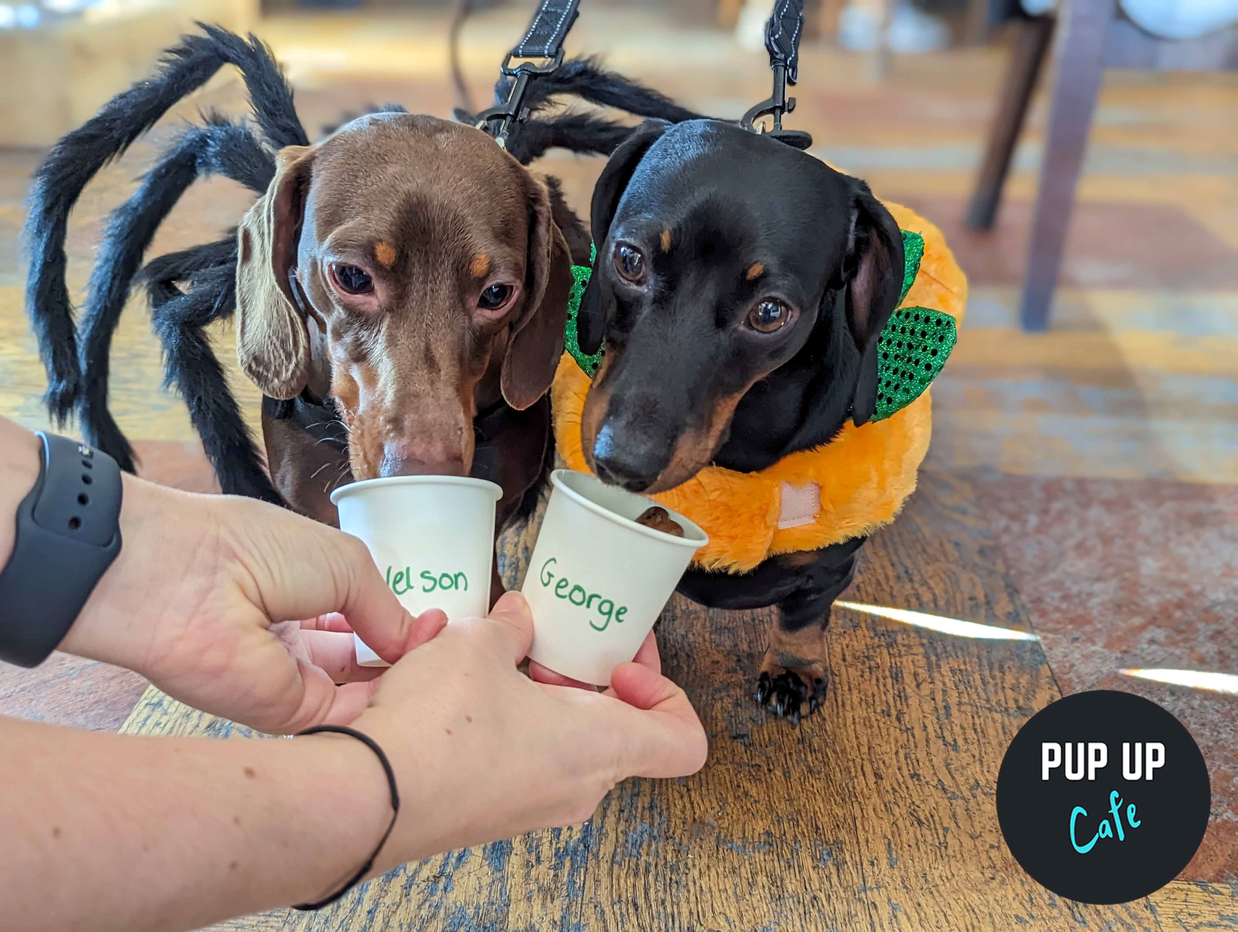 Hallo-ween Dachshund Pup Up Cafe – Sheffield 🎃