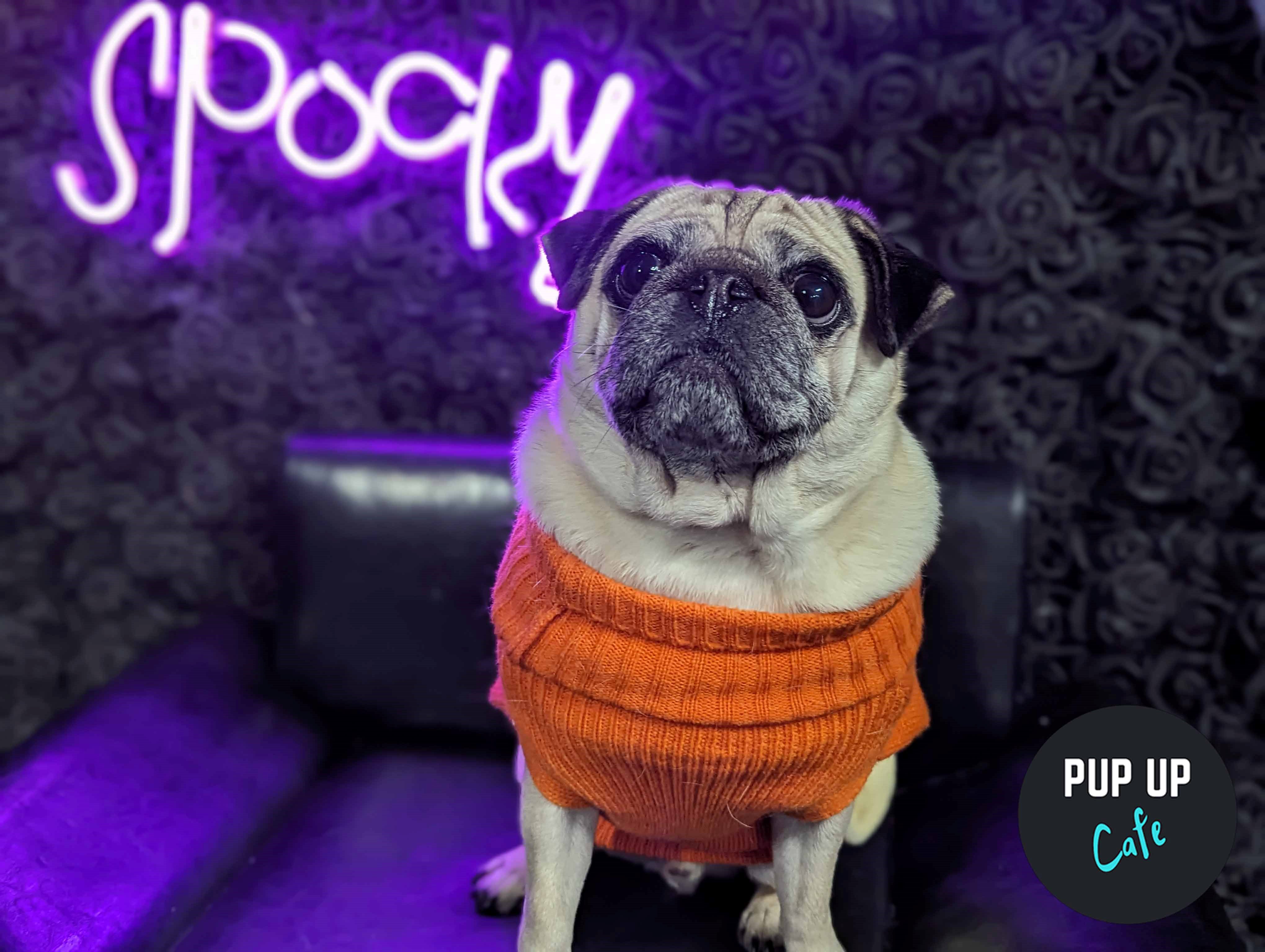 Halloween Pug Pup Up Cafe – Liverpool 🎃