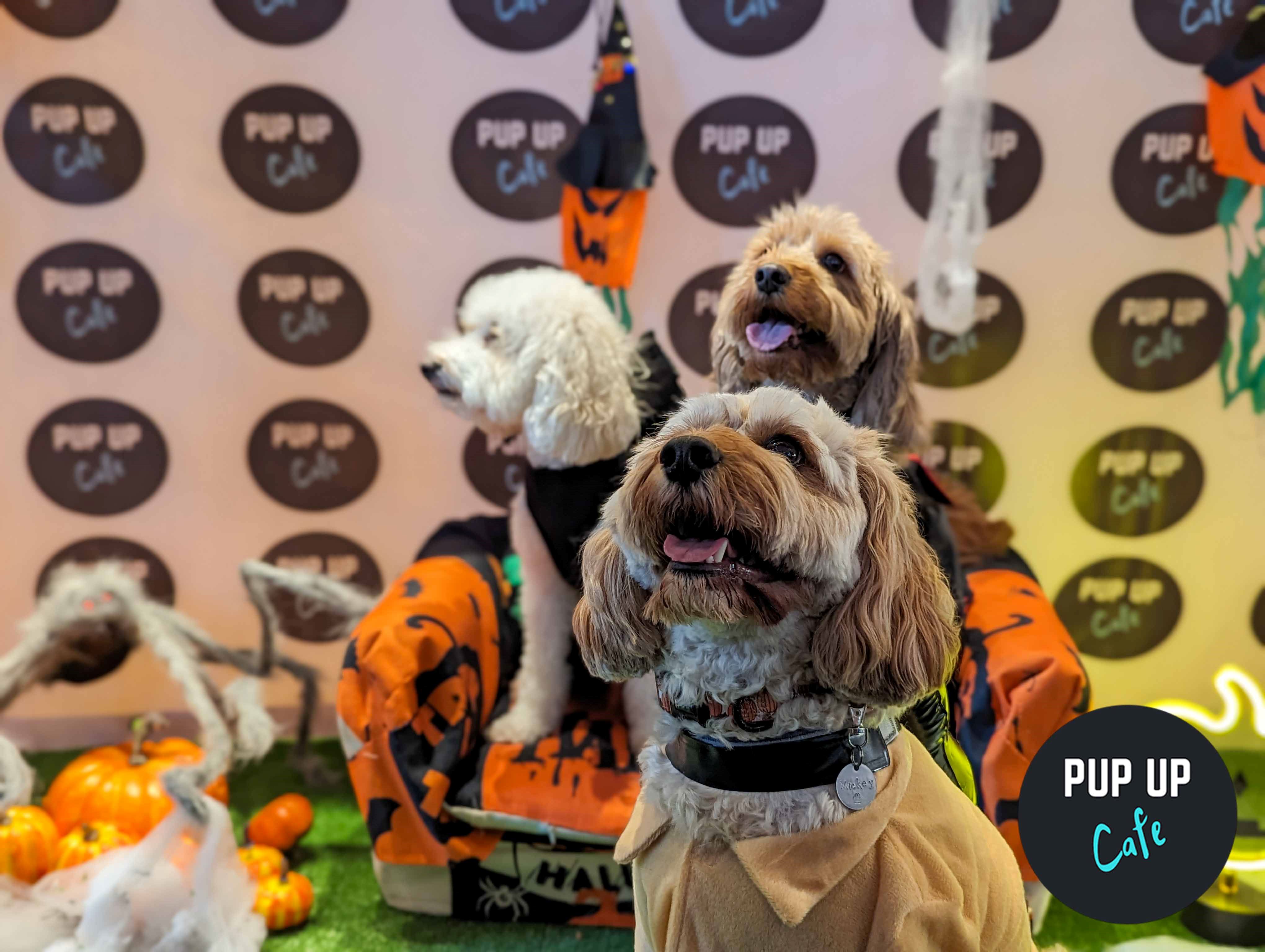 Halloween All Paws Pup Up Cafe – Leeds 🎃