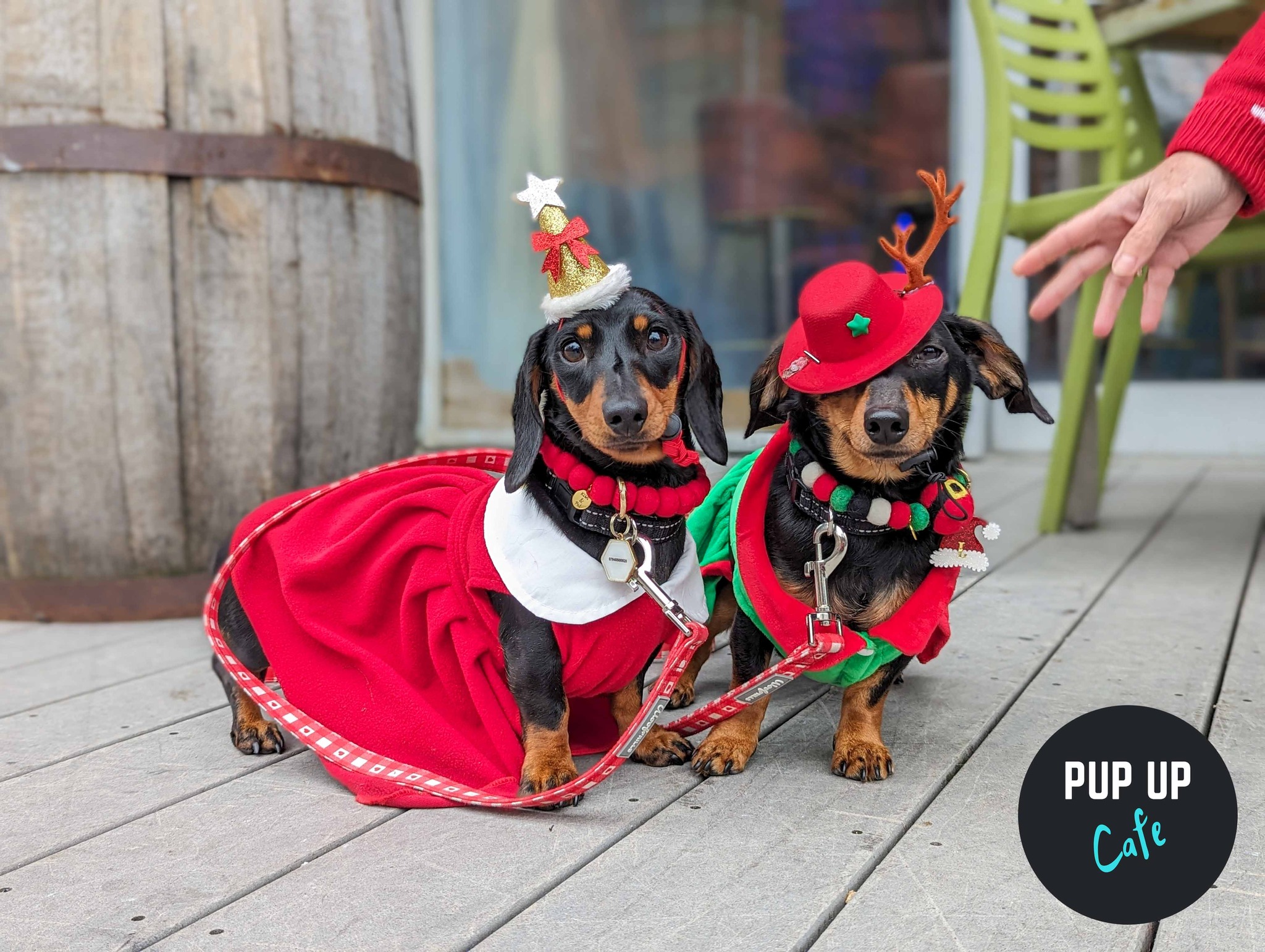 Southampton – Dashing Dachshund Christmas Tour 🎄