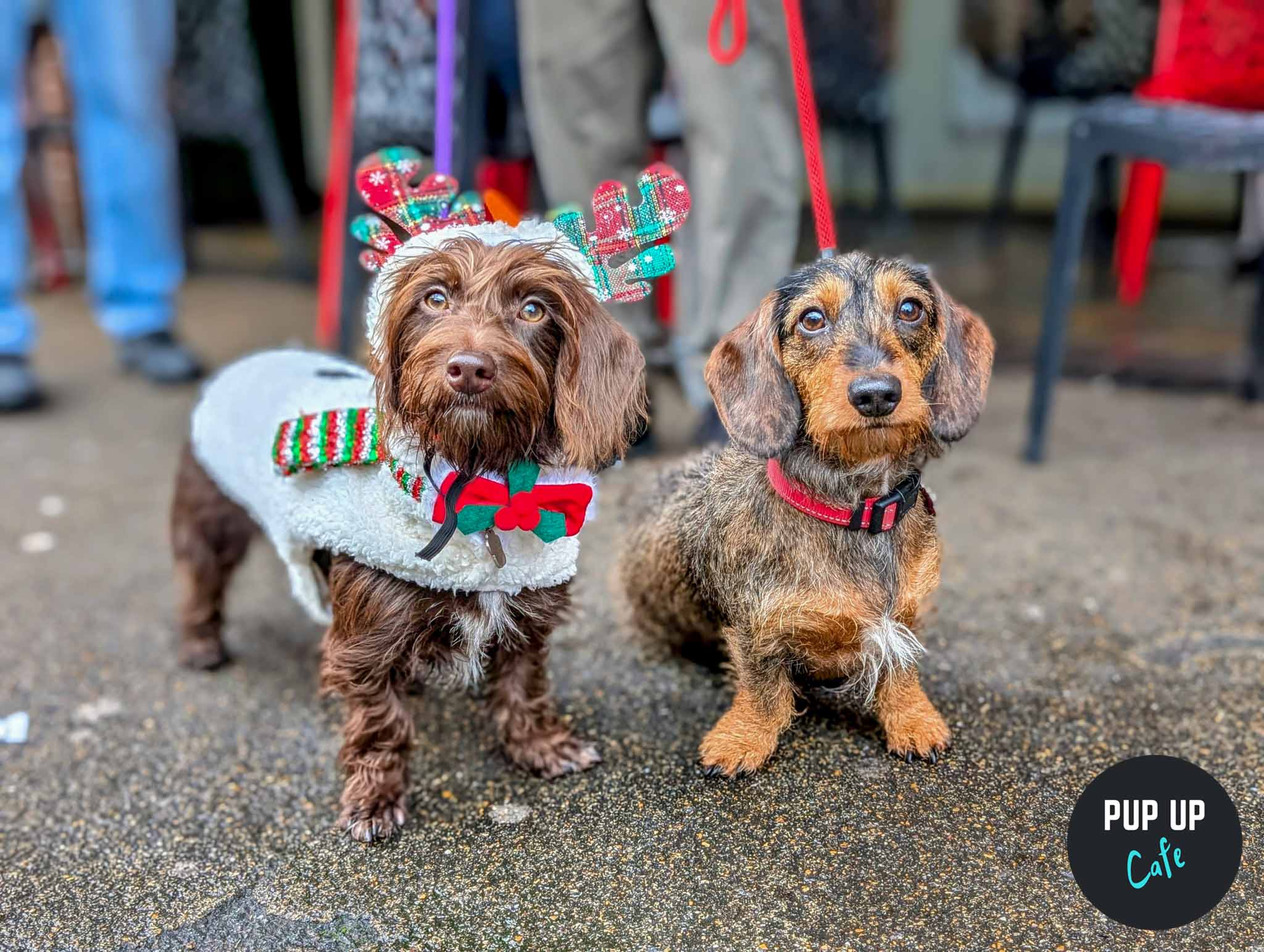 Nottingham – Dashing Dachshund Christmas Tour 🎄