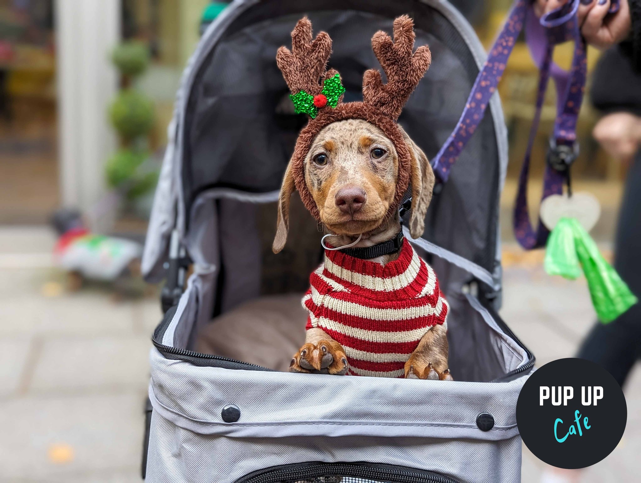 Bath – Dashing Dachshund Christmas Tour 🎄