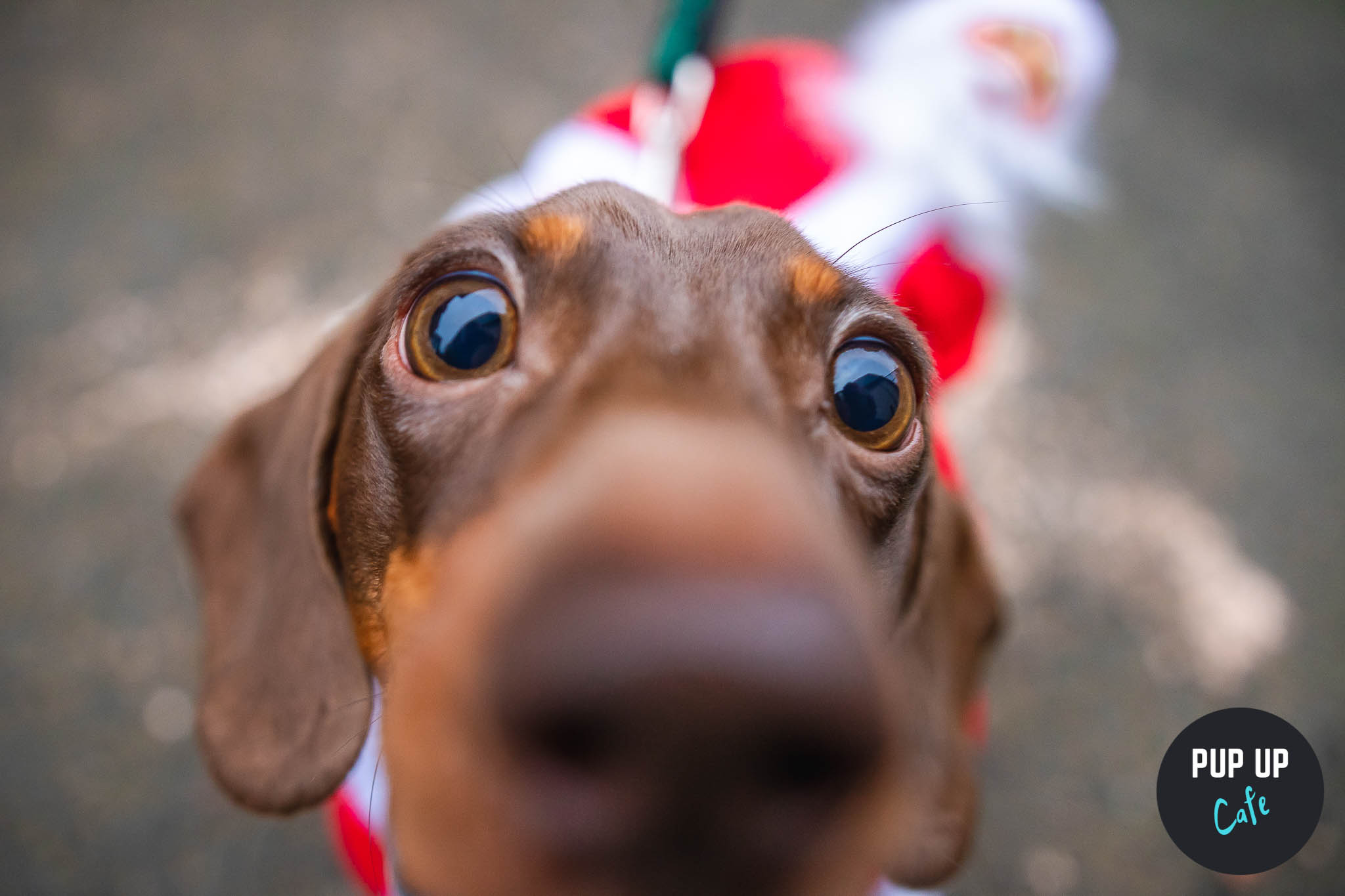 Preston – Dashing Dachshund Christmas Tour 🎄