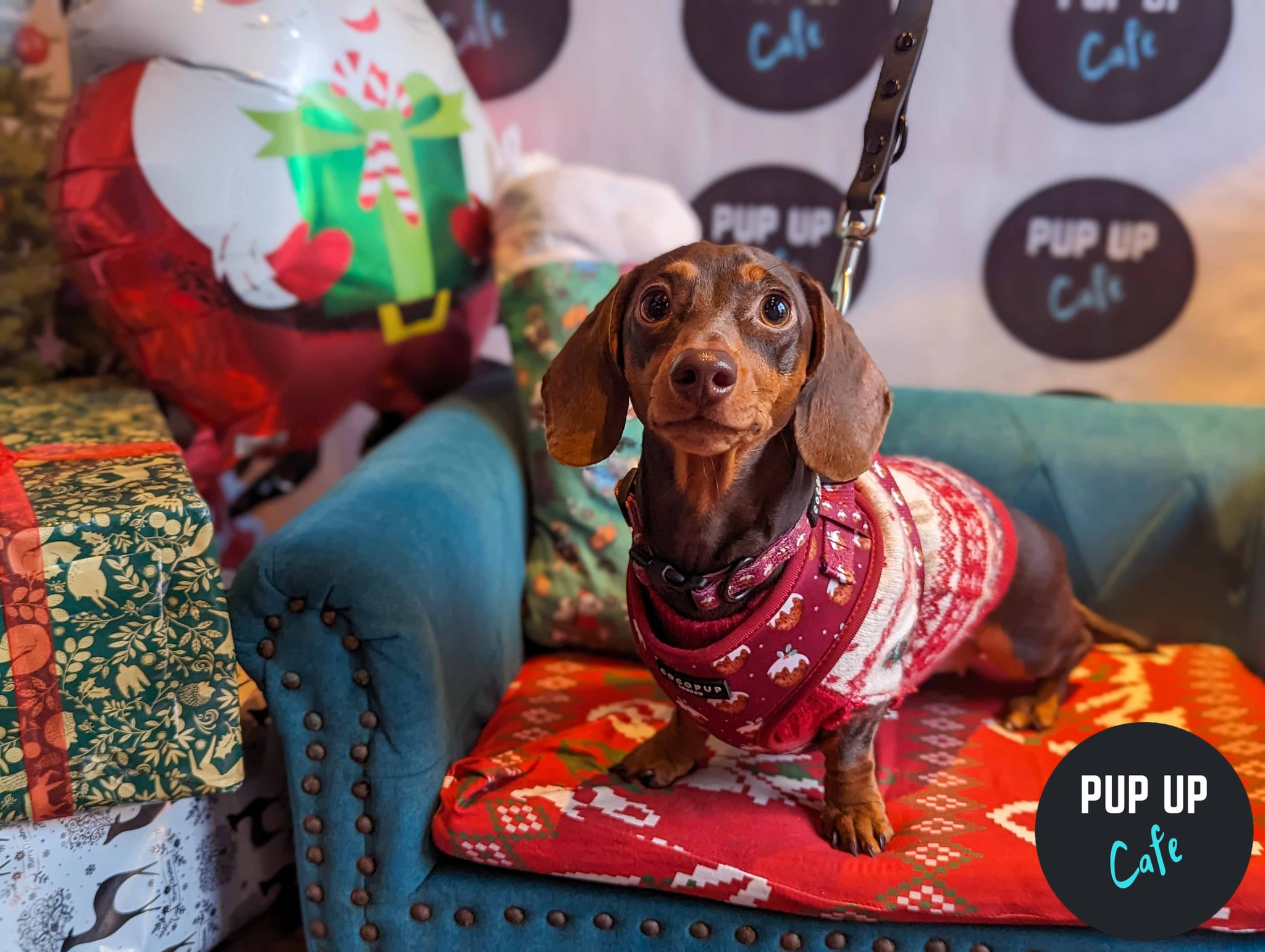 Plymouth – Dashing Dachshund Christmas Tour 🎄