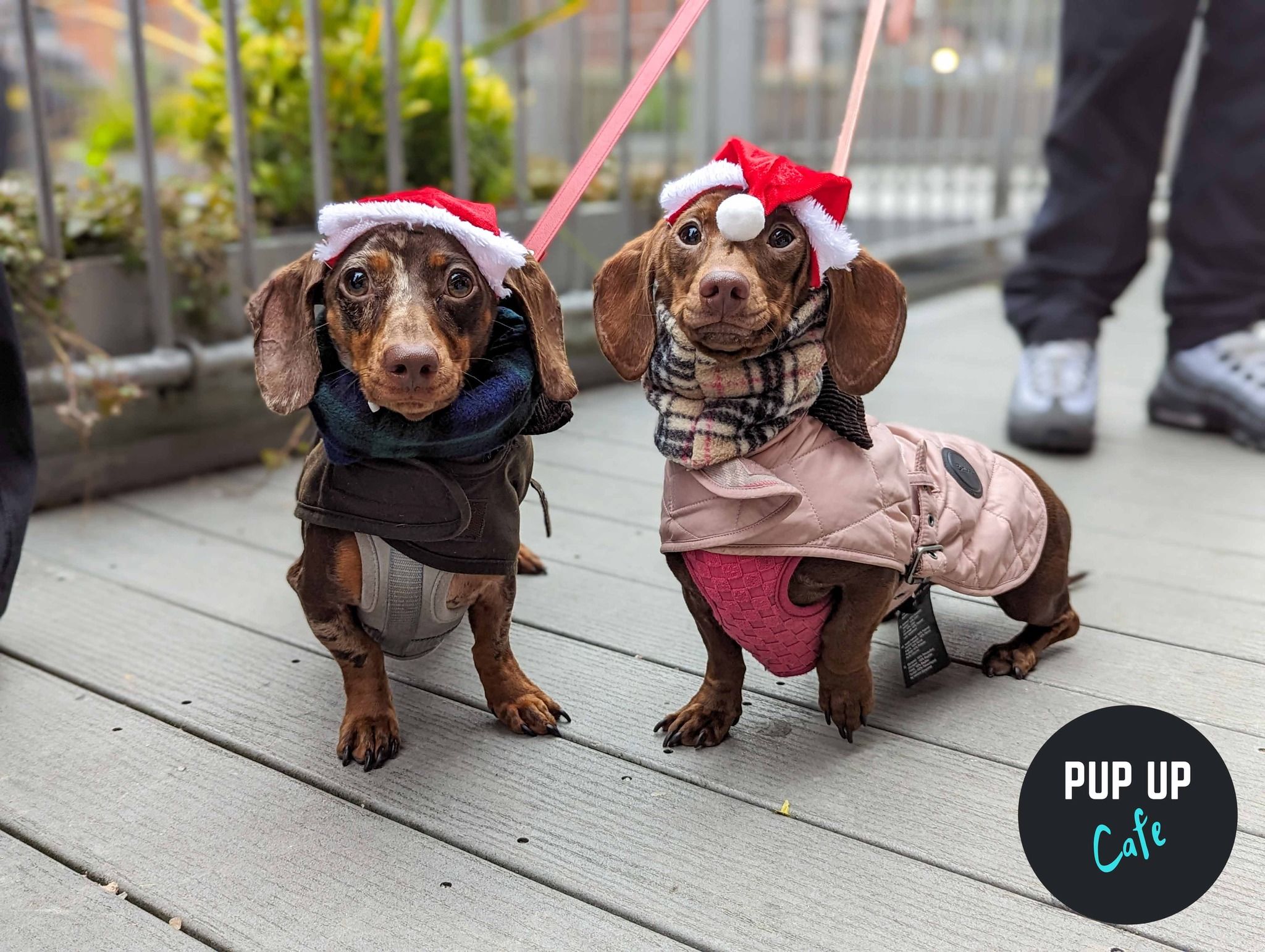 London – Dashing Dachshund Christmas Tour 🎄