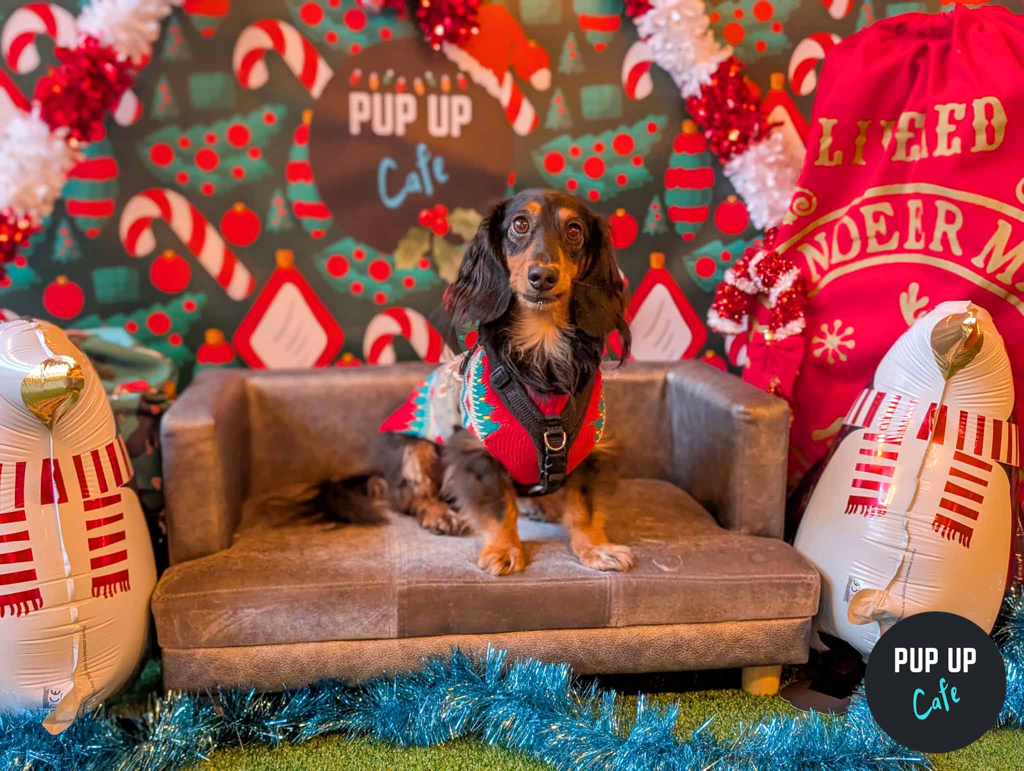 Leeds – Dashing Dachshund Christmas Tour 🎄