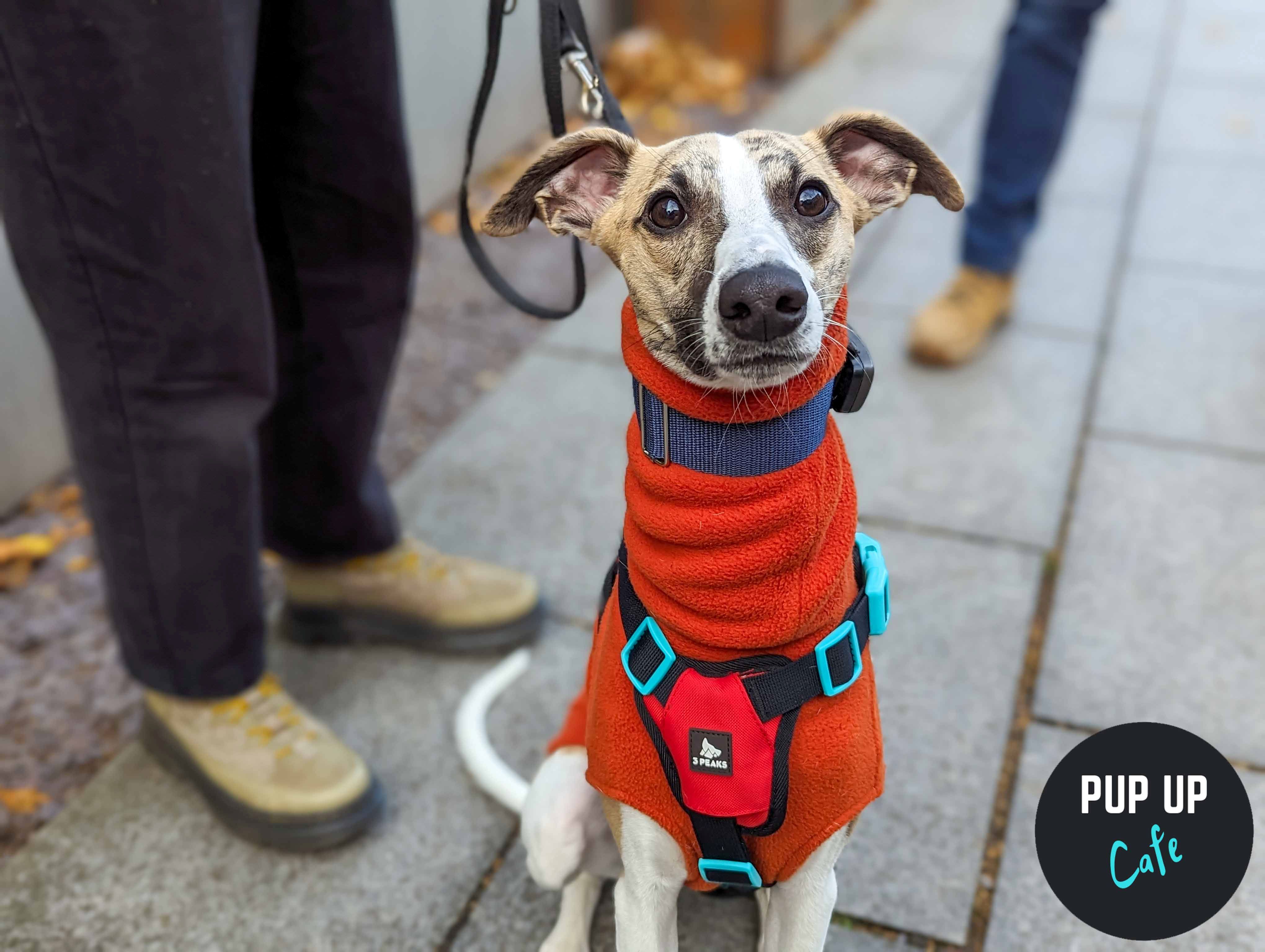 Plymouth – Jingle Paws Christmas Tour 🎄