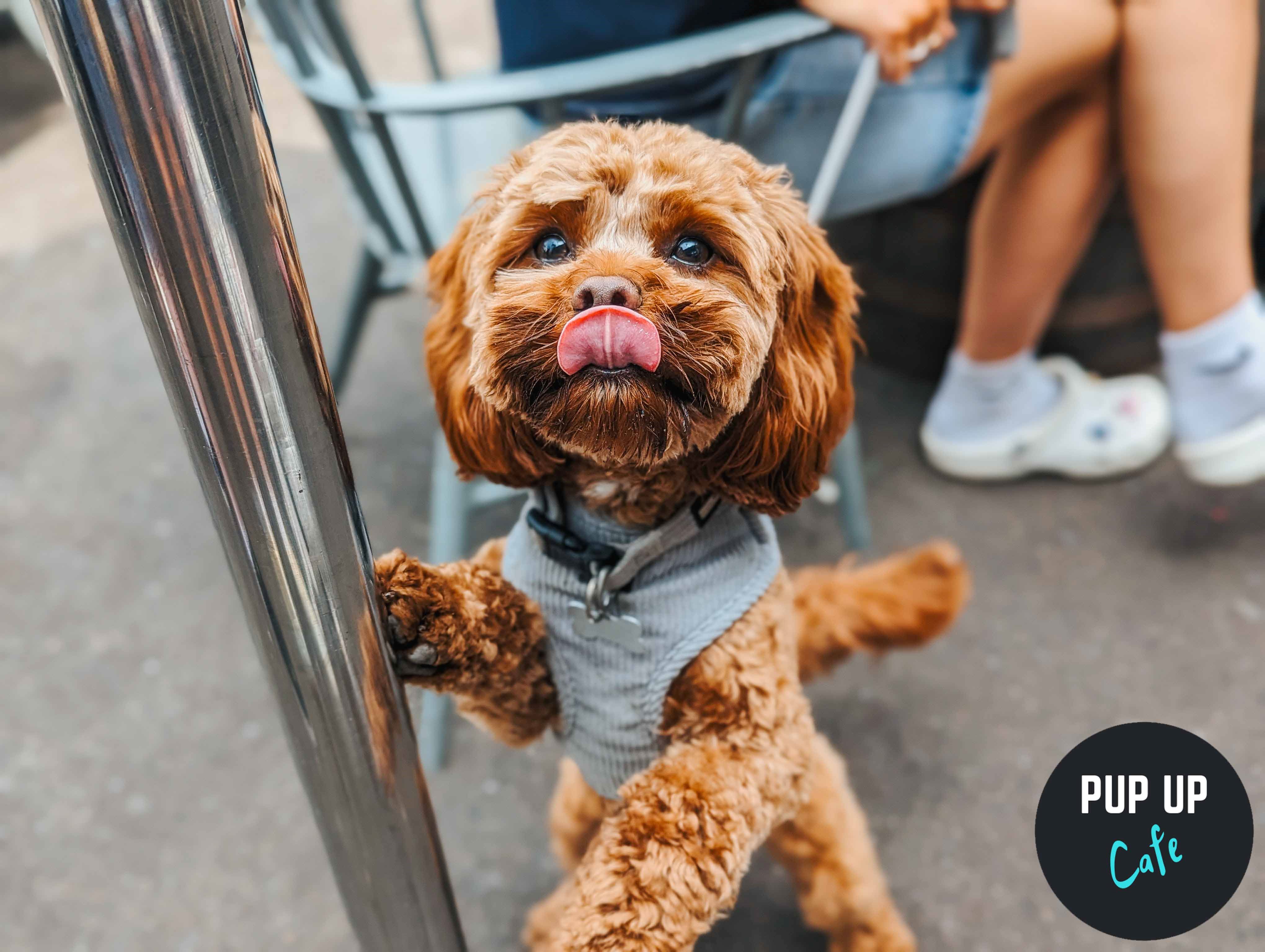 Southampton – Jingle Paws Christmas Tour 🎄