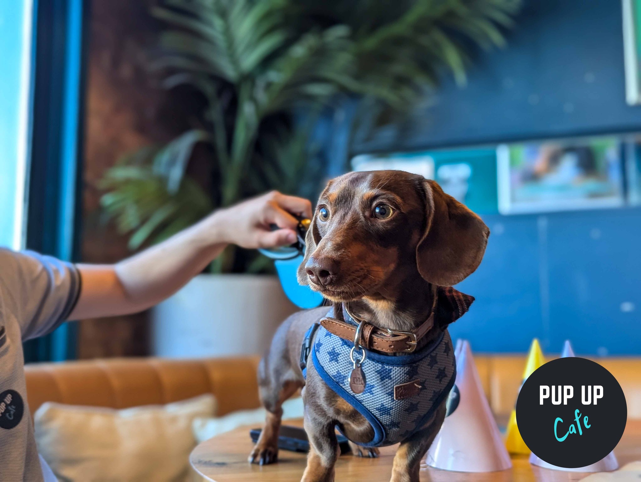 Dachshund Pup Up Cafe – Cardiff
