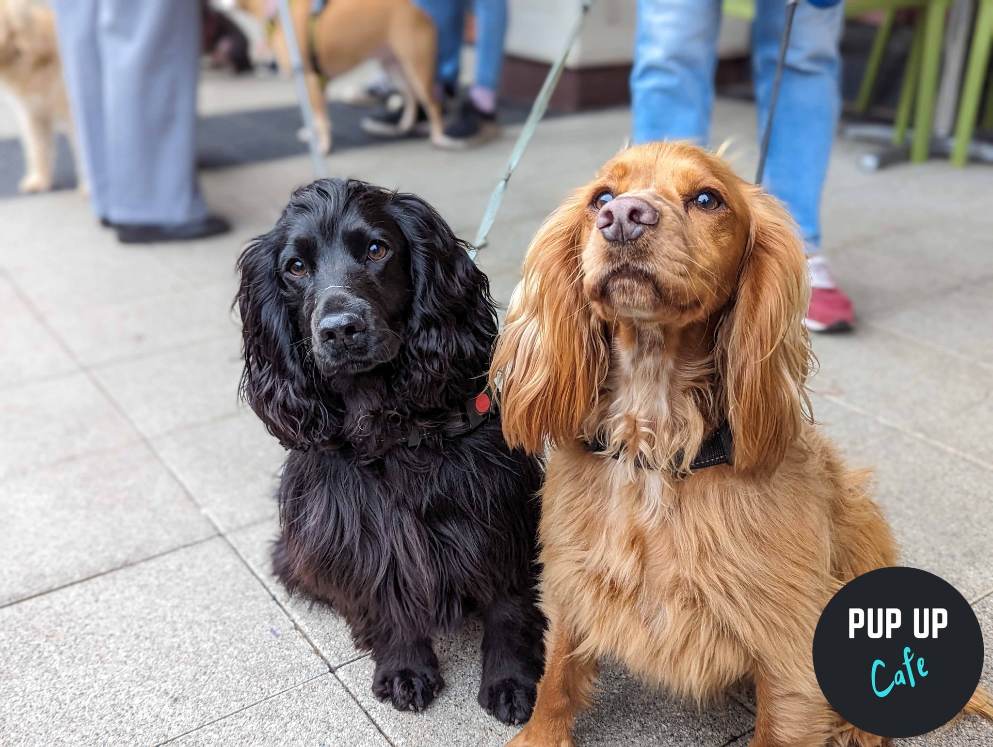 All Paws Welcome Pup Up Cafe – Cardiff