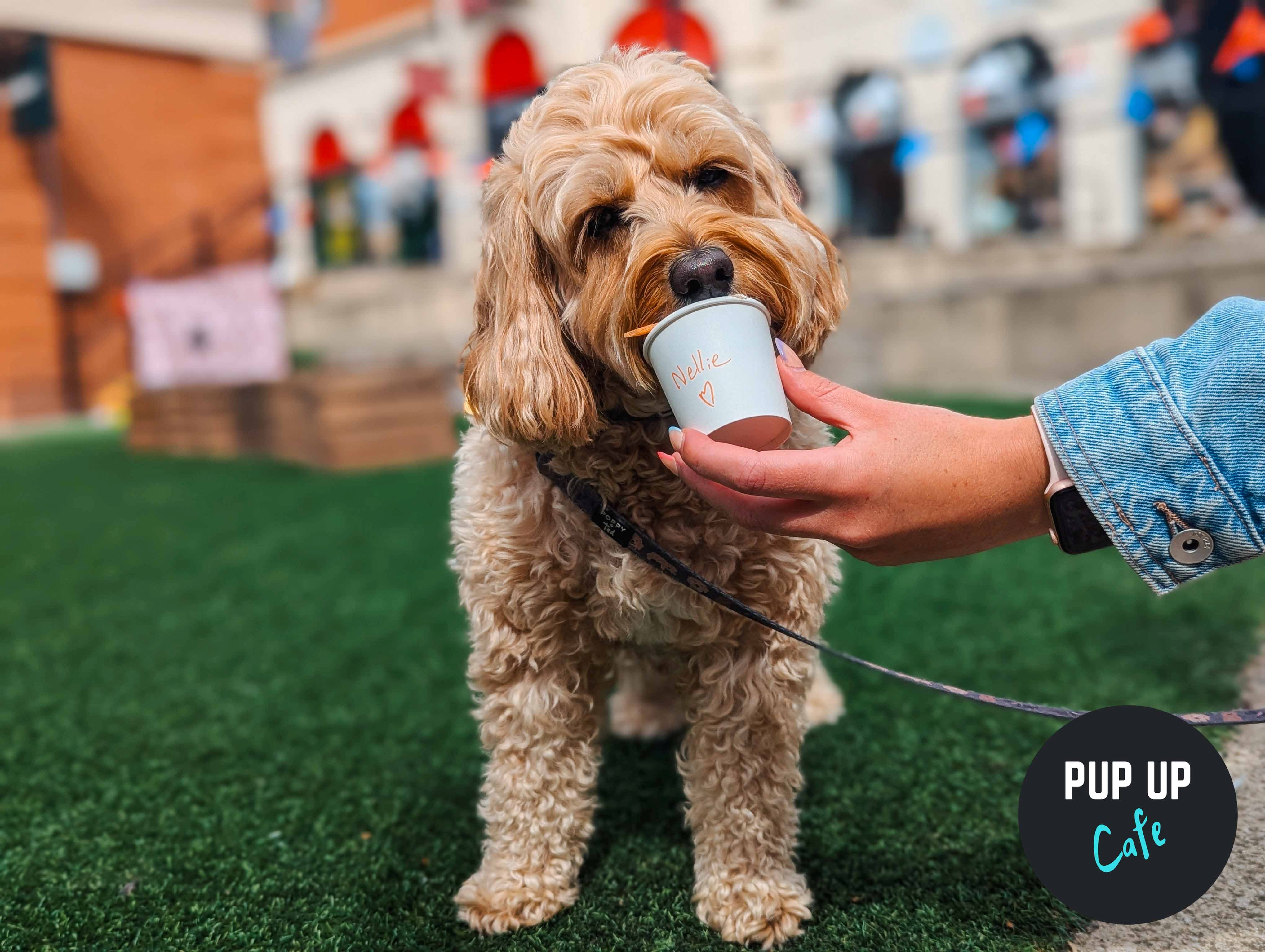 All Paws Welcome Pup Up Cafe – Nottingham