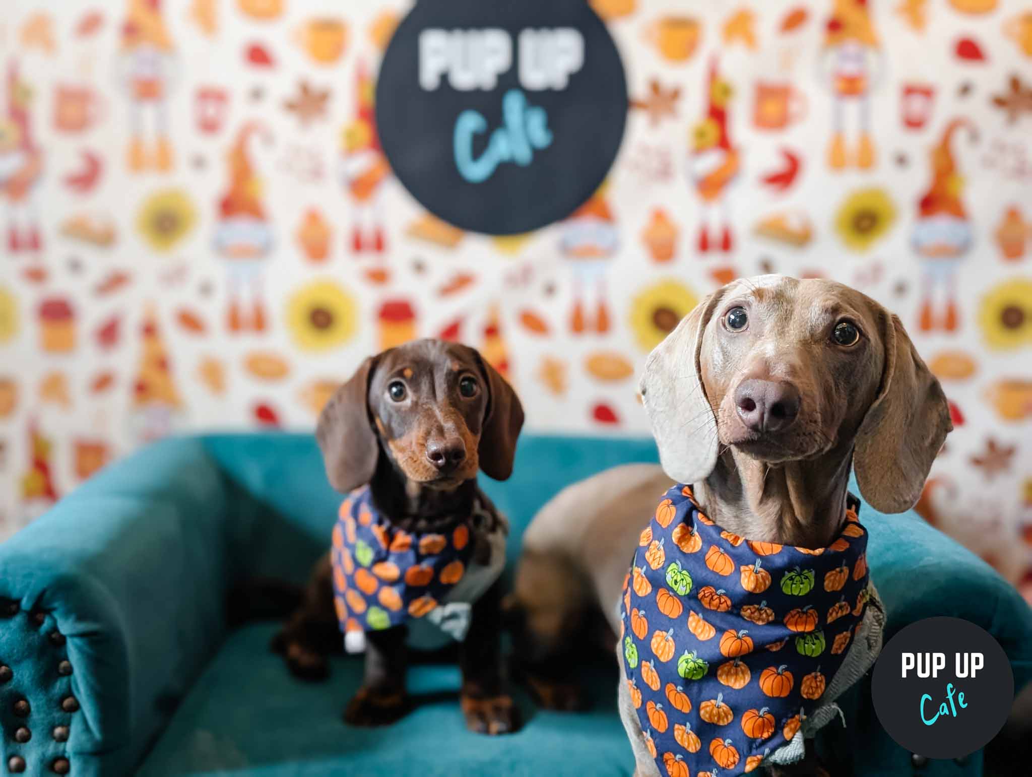 Dachshund Pup Up Cafe – Southampton