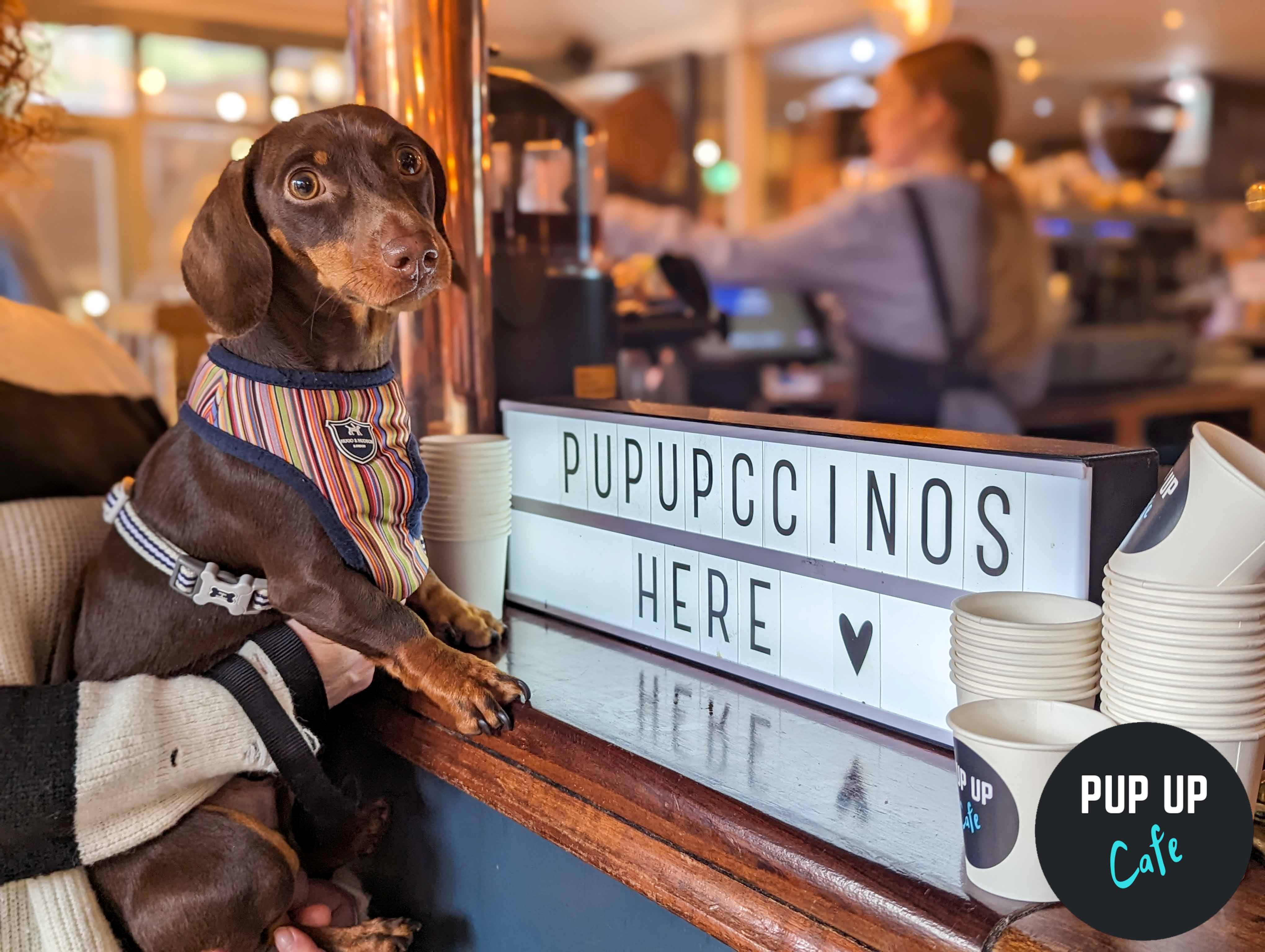 Dachshund Pup Up Cafe – Southampton