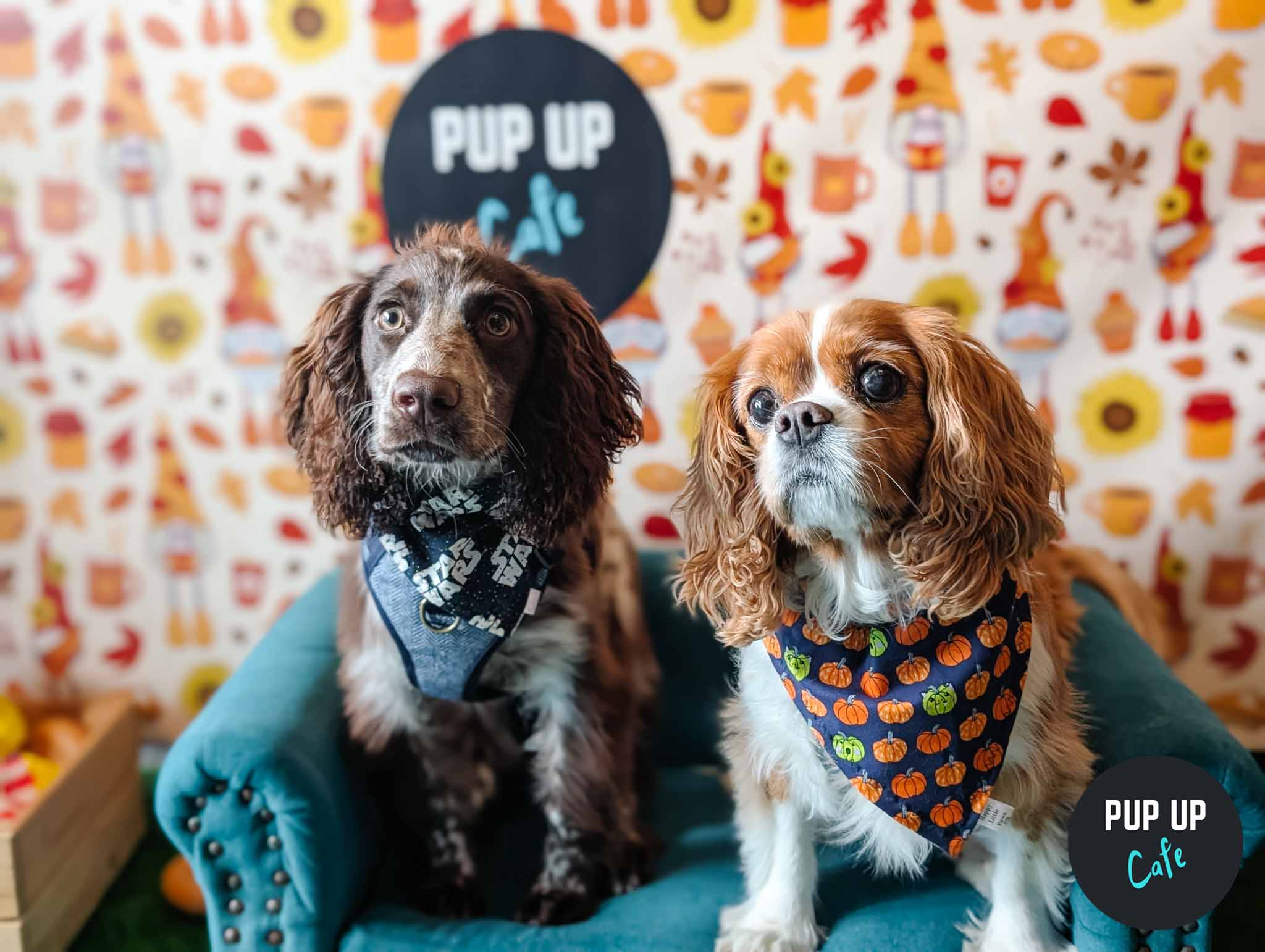 All Paws Welcome Pup Up Cafe – Southampton