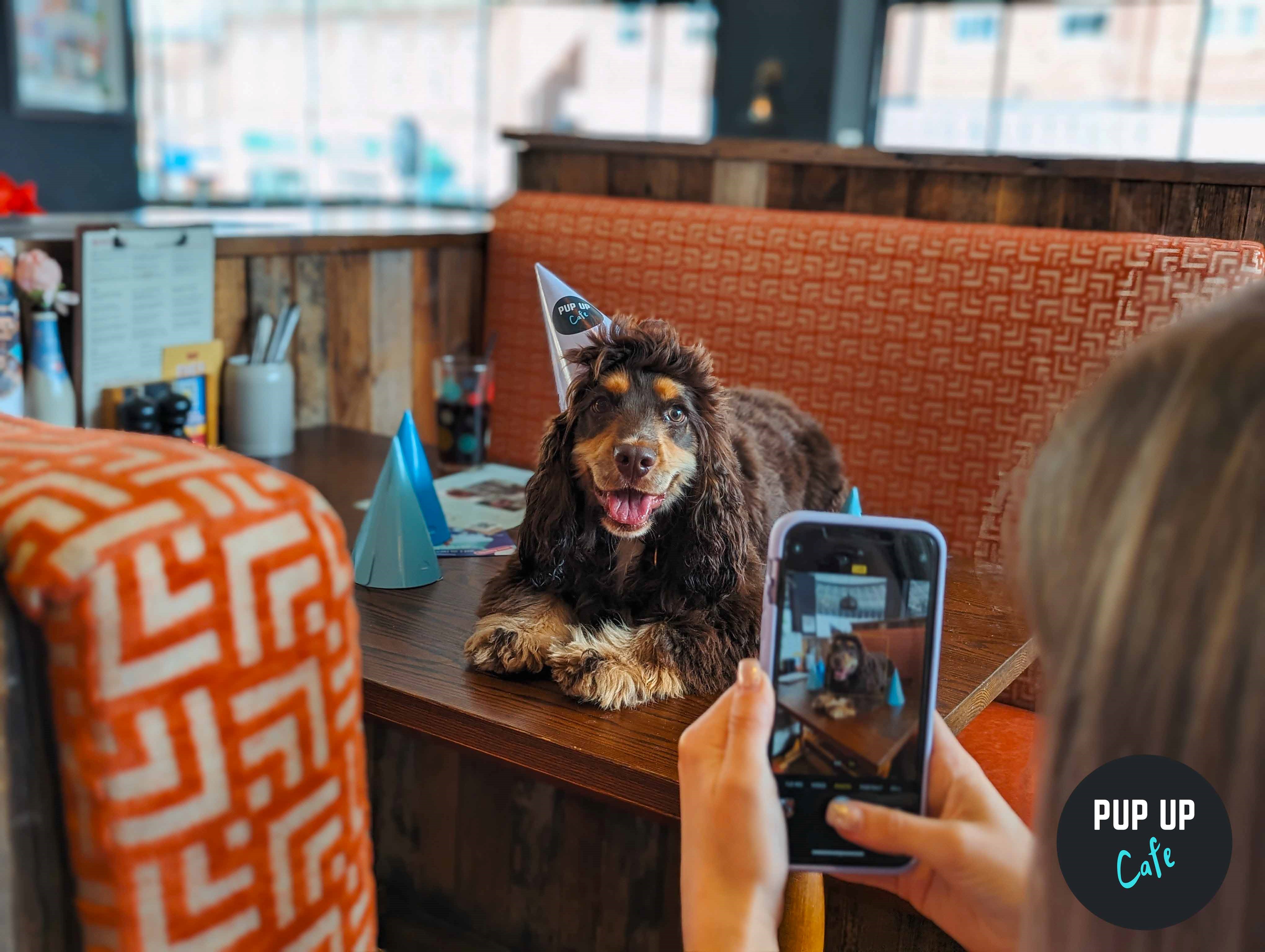 Sheffield – All Paws Pup Up Cafe 💞