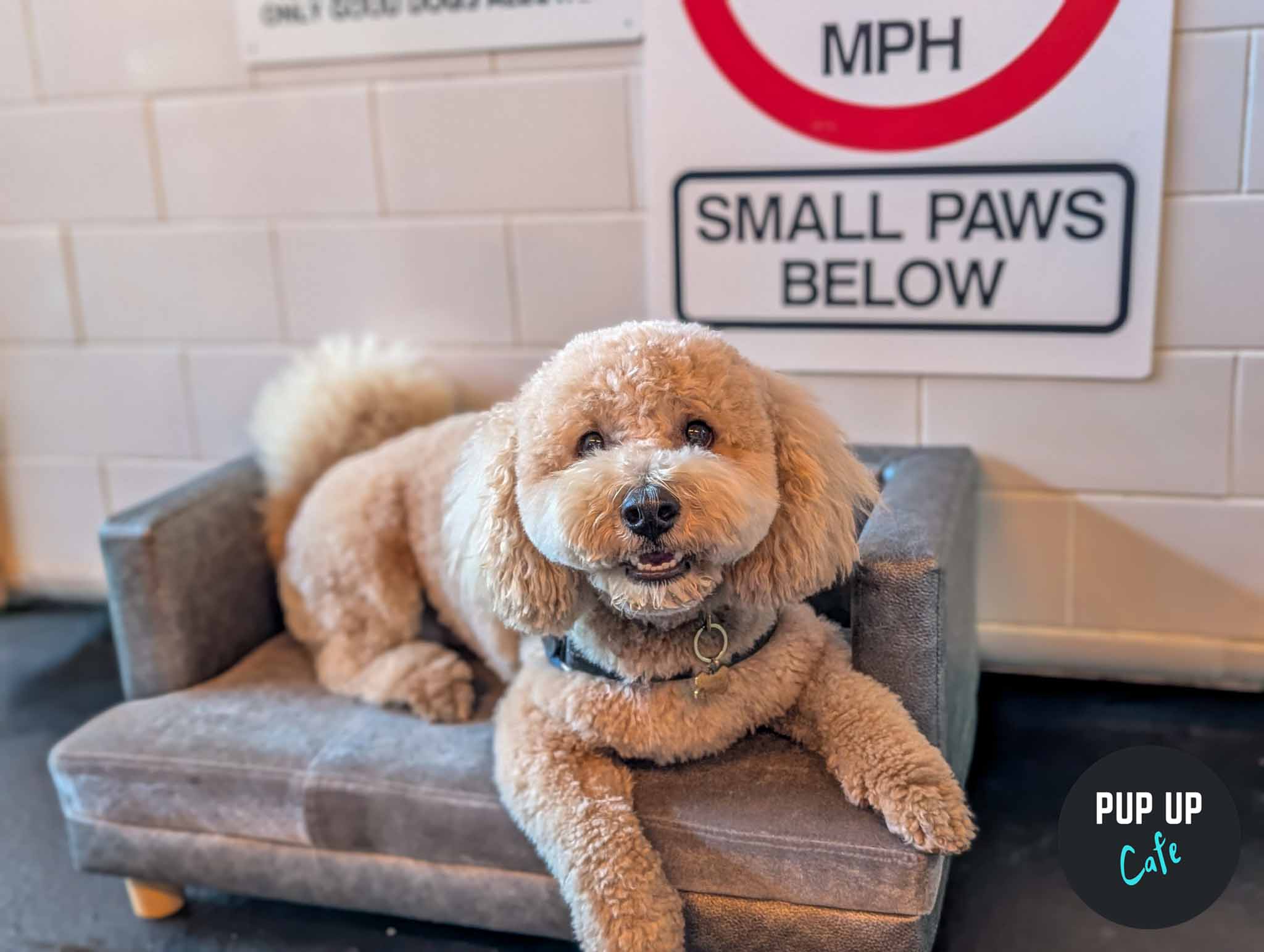 Birmingham – Doodle/Poodle Pup Up Cafe ☀️