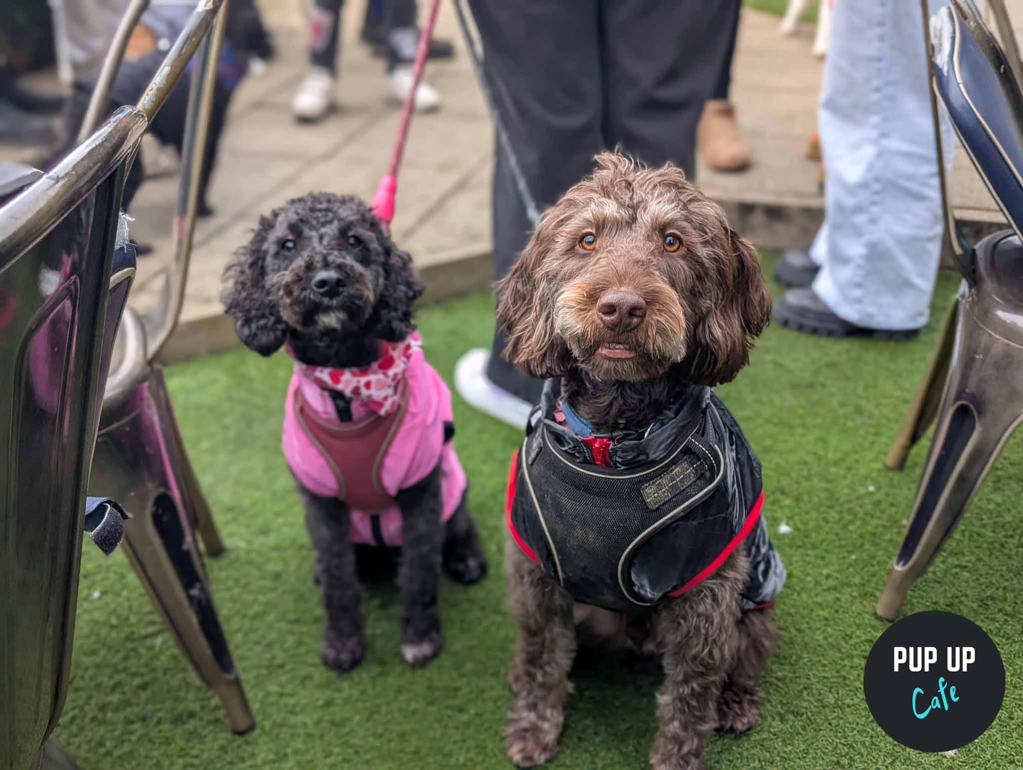 Bristol – Doodle/Poodle Pup Up Cafe ☀️