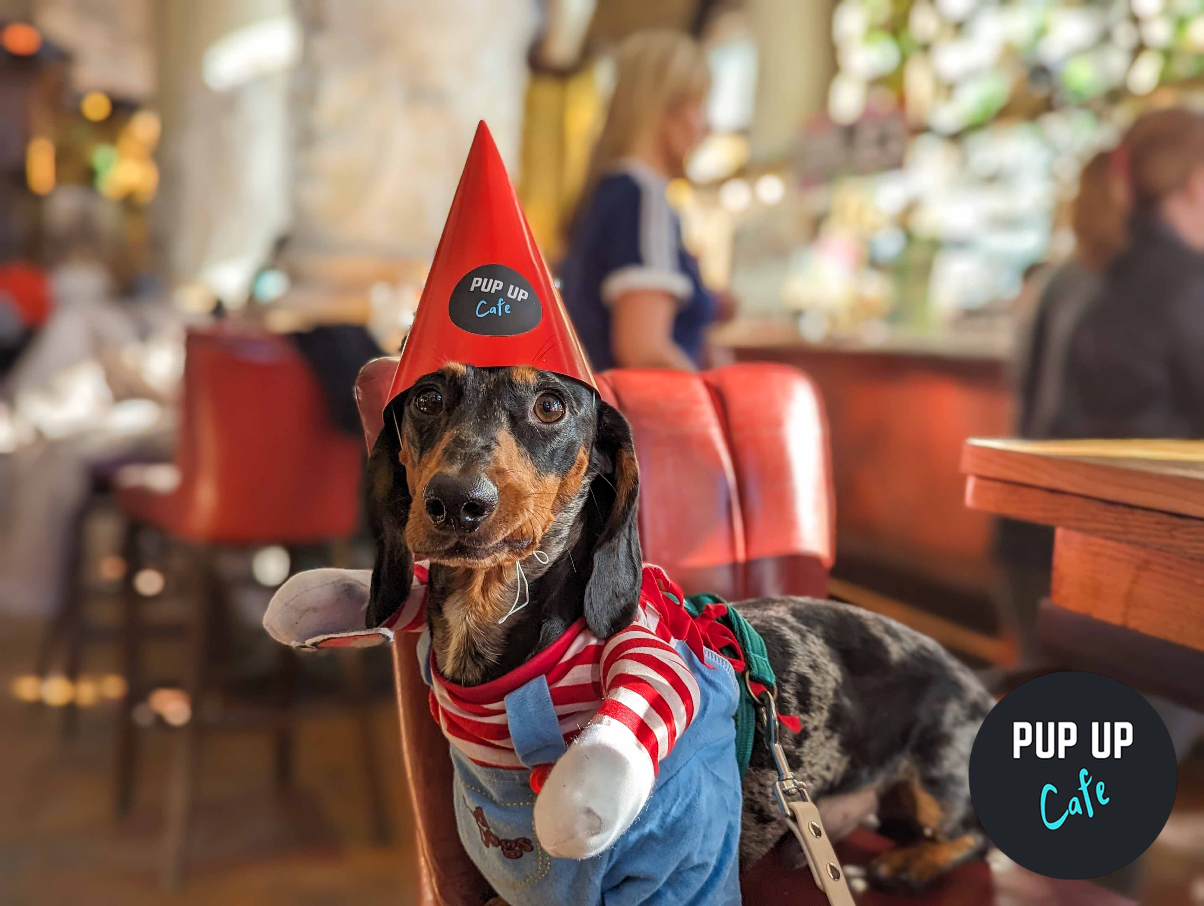 Hallo-ween Dachshund Pup Up Cafe - Northampton 🎃