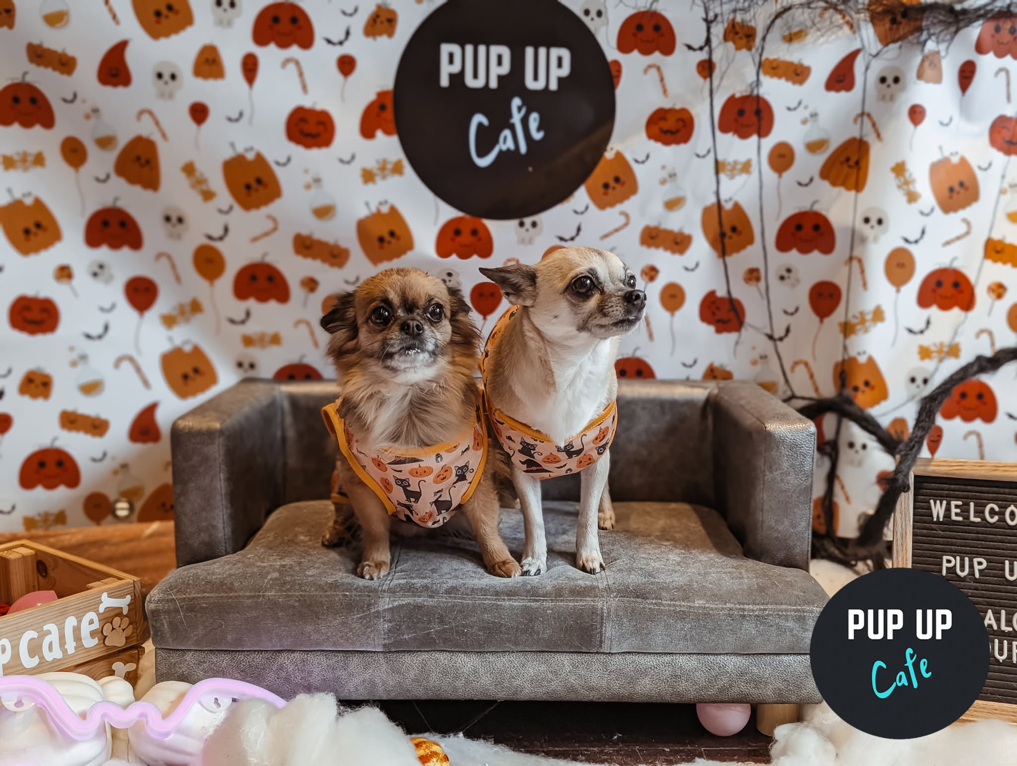 Halloween Small Dog Social - Pup Up Cafe - Northampton 🎃