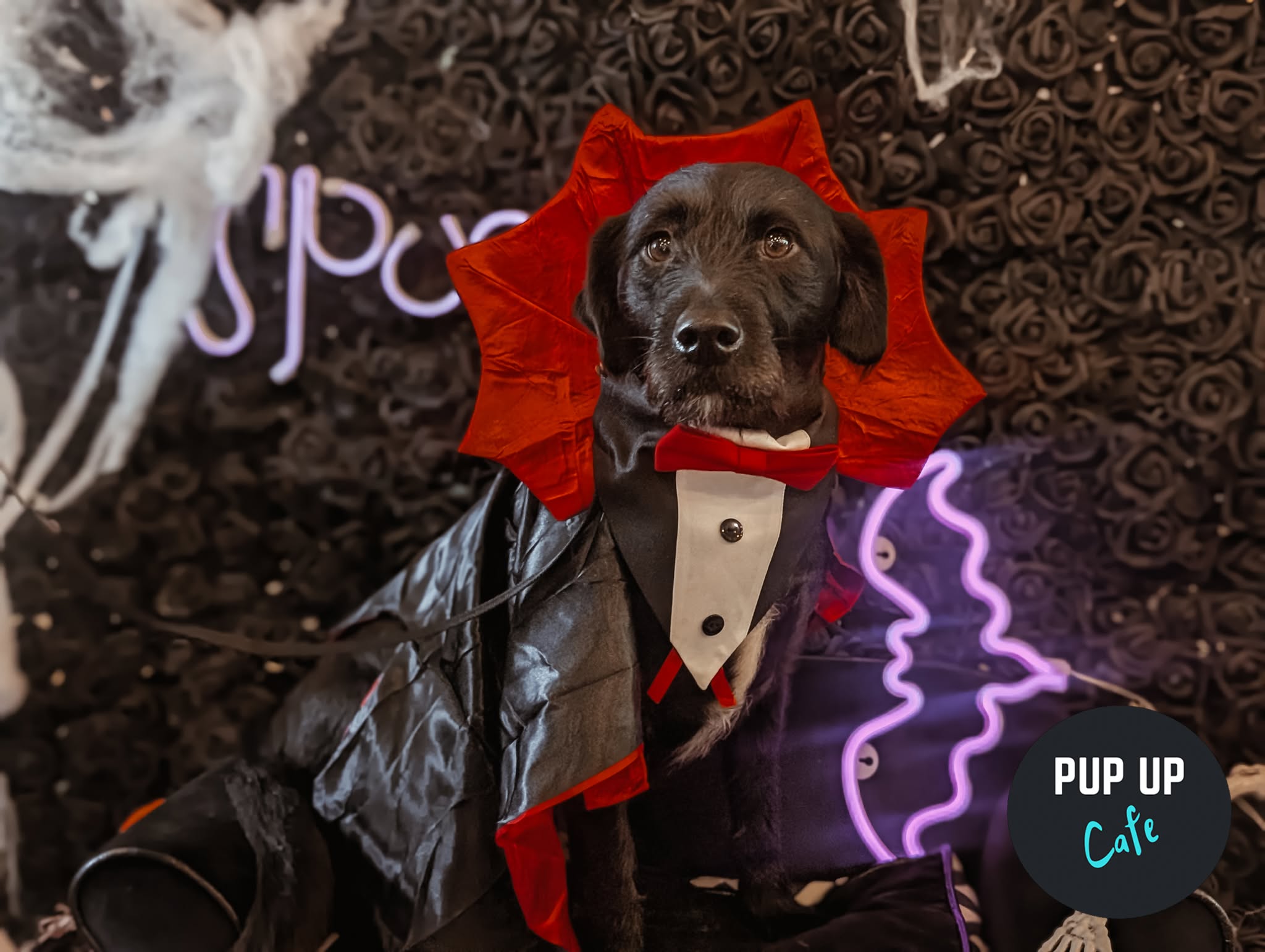 Halloween Big Dog Social - Pup Up Cafe - Northampton 🎃