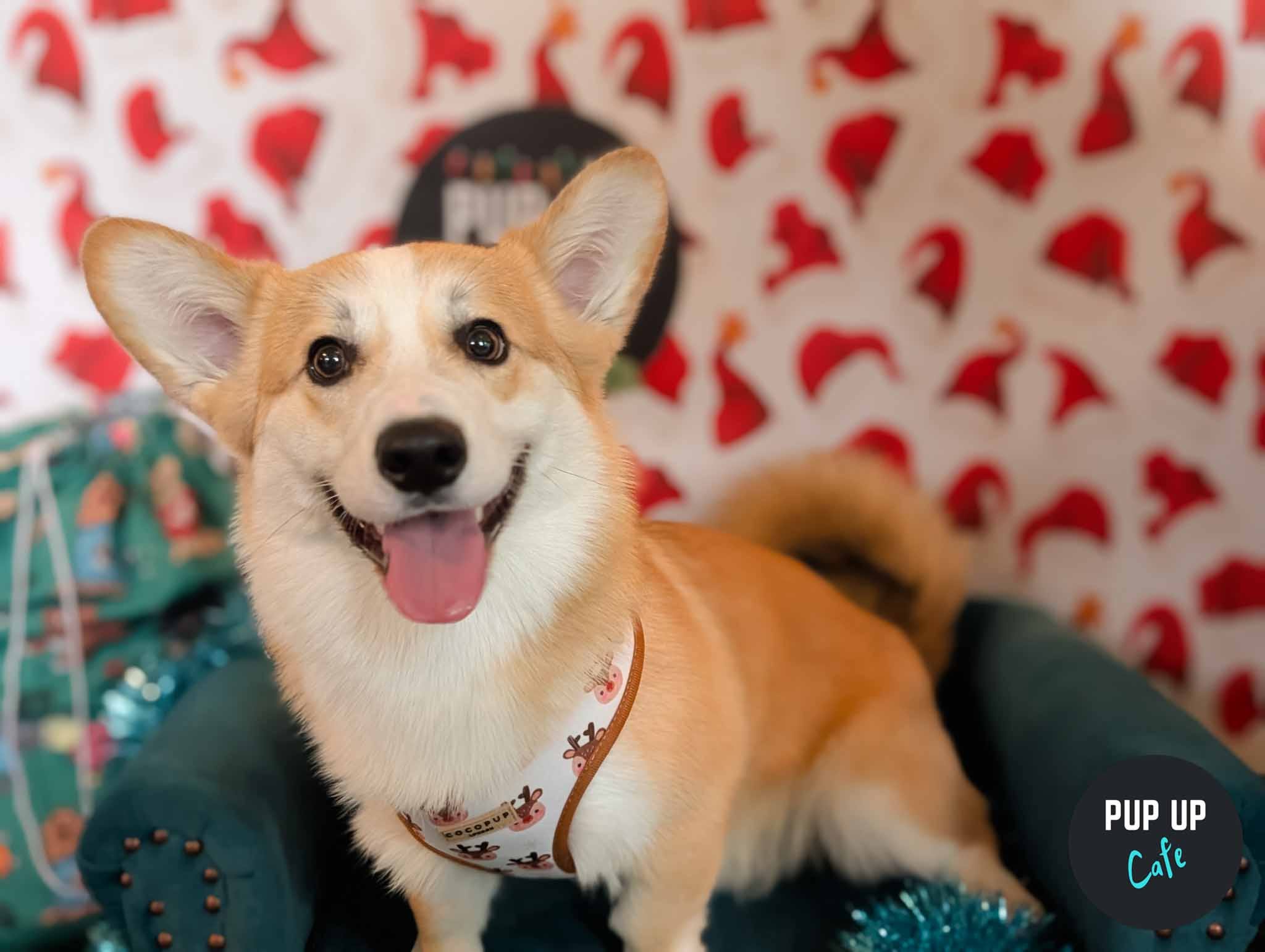 Glasgow - Corgi Christmas Tour 🎄