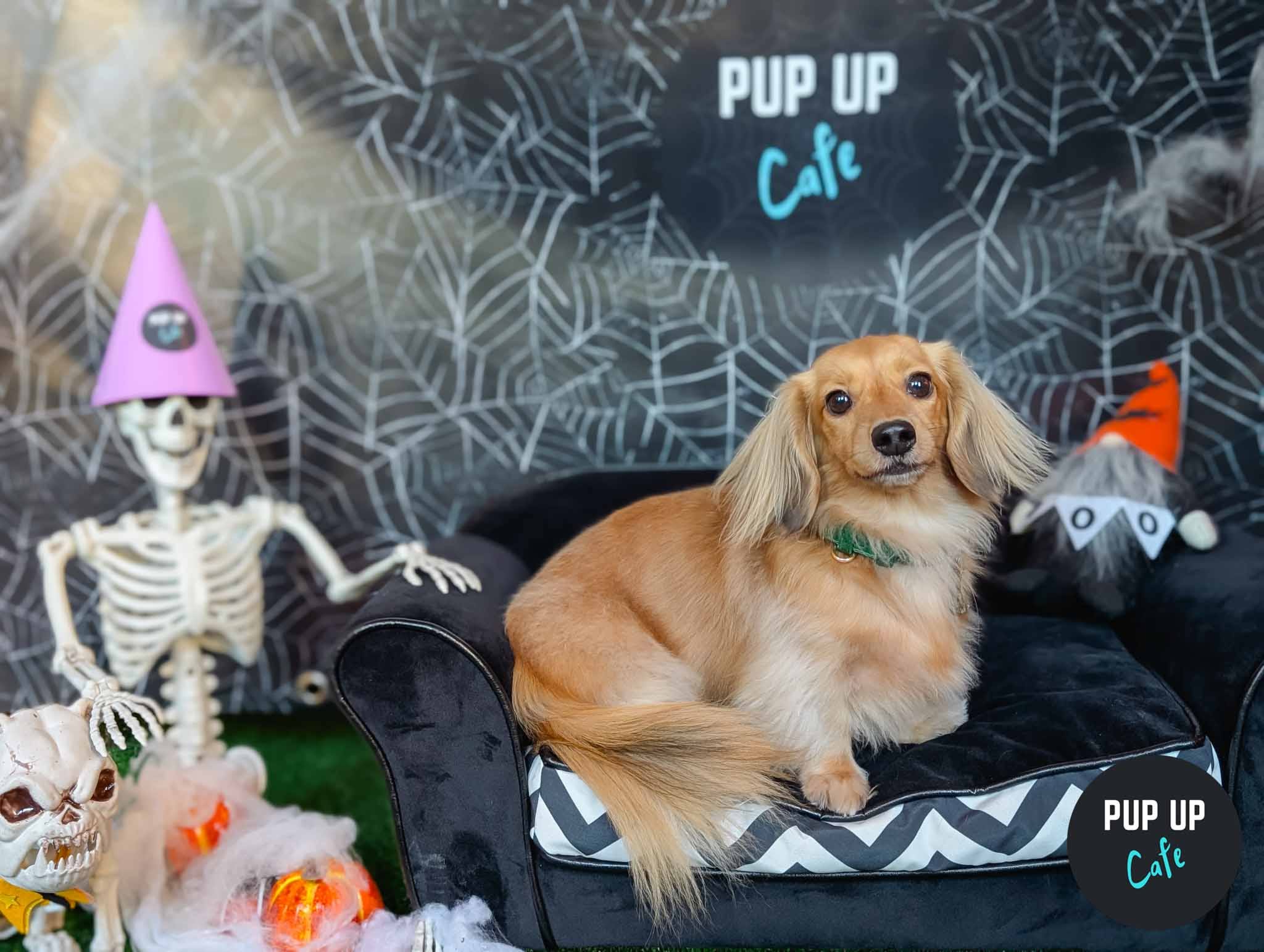 Hallo-ween Dachshund Pup Up Cafe - Glasgow🎃