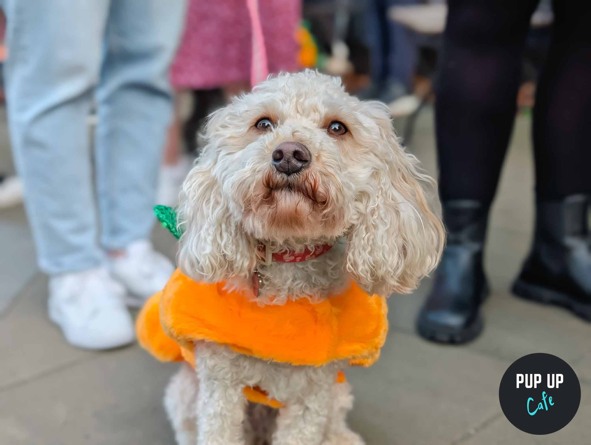 Halloween Doodle/Poodle Pup Up Cafe - Glasgow 🎃