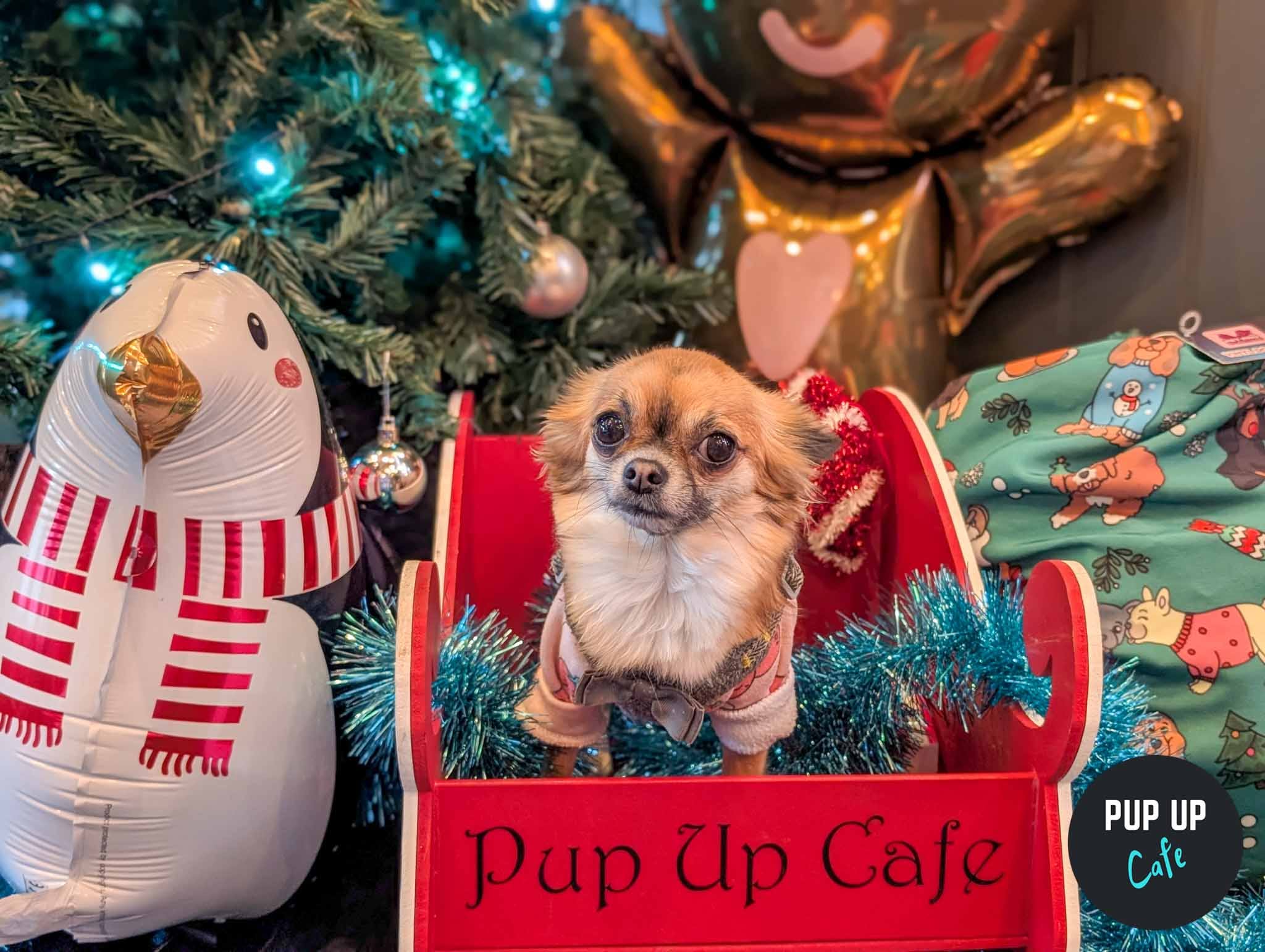 Birmingham – Pint Sized Pooches Christmas Tour 🎄