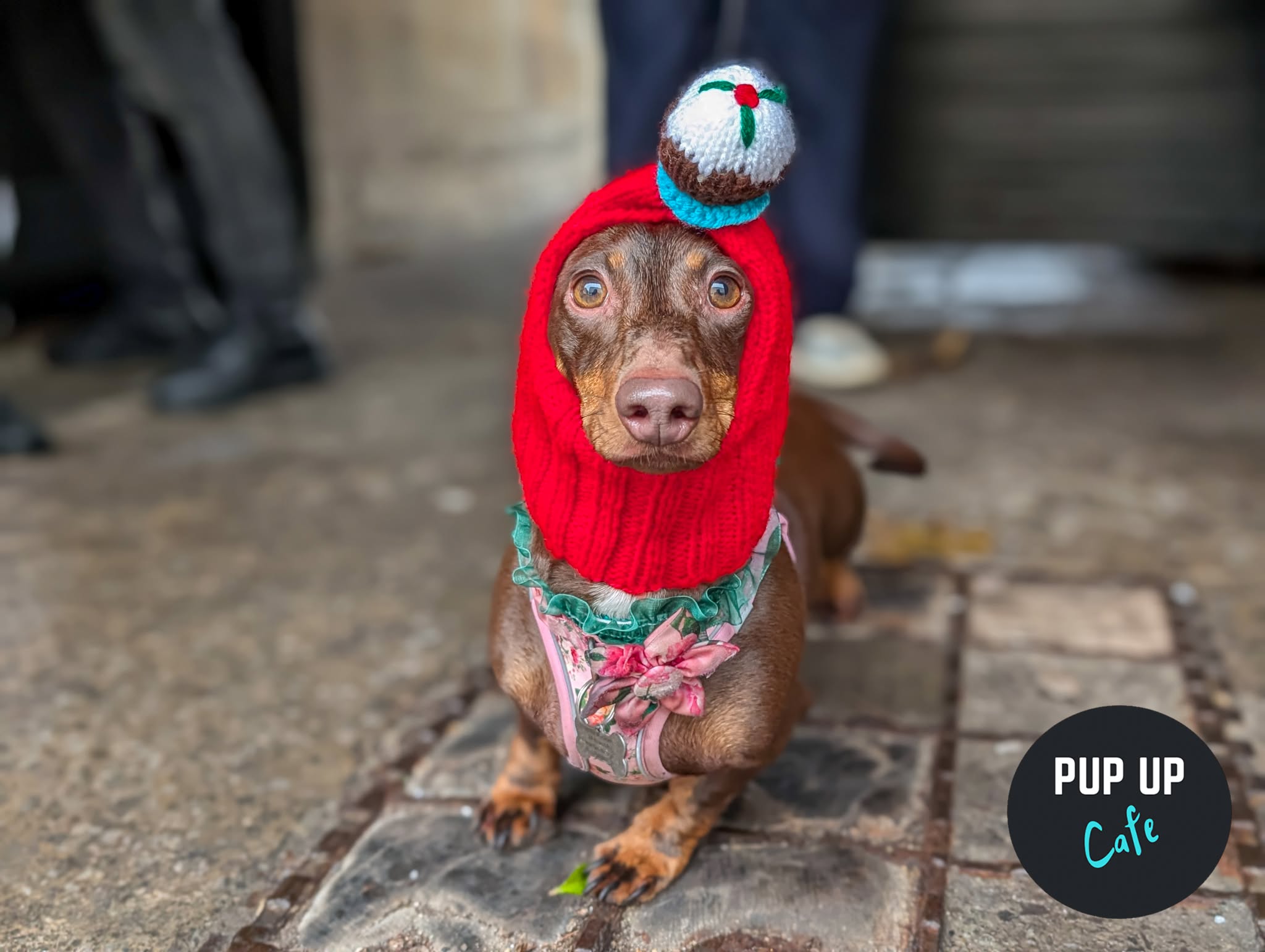 Bournemouth - Dashing Dachshund Christmas Tour 🎄