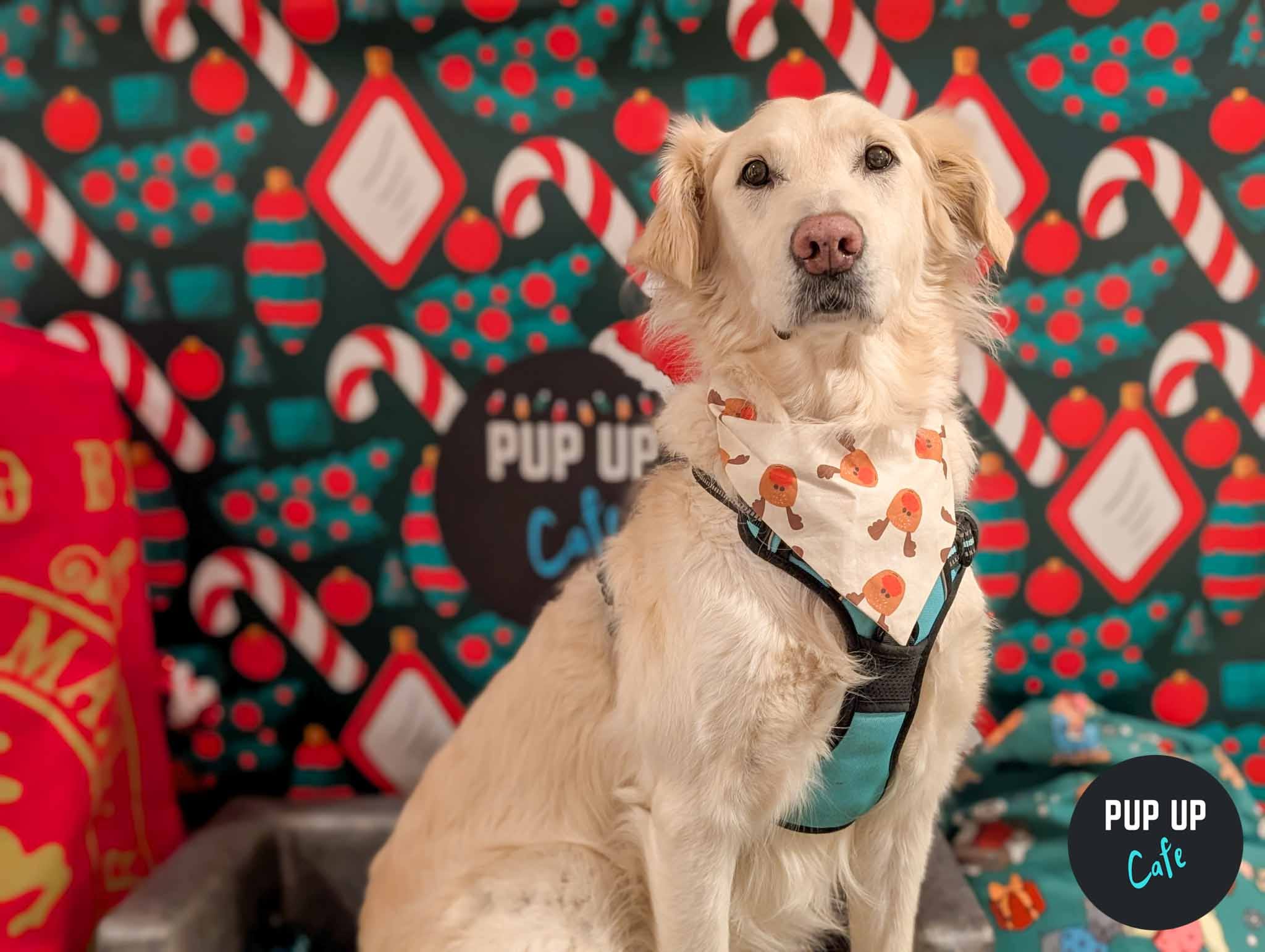 Manchester - Retrievers & Labs Christmas Tour 🎄