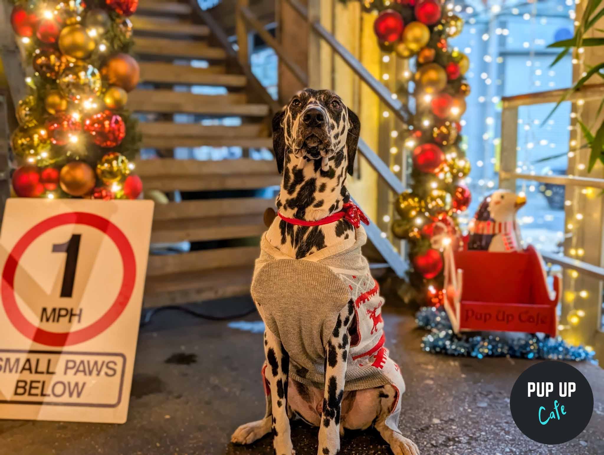 Sheffield - King Sized Canines Christmas Tour🎄