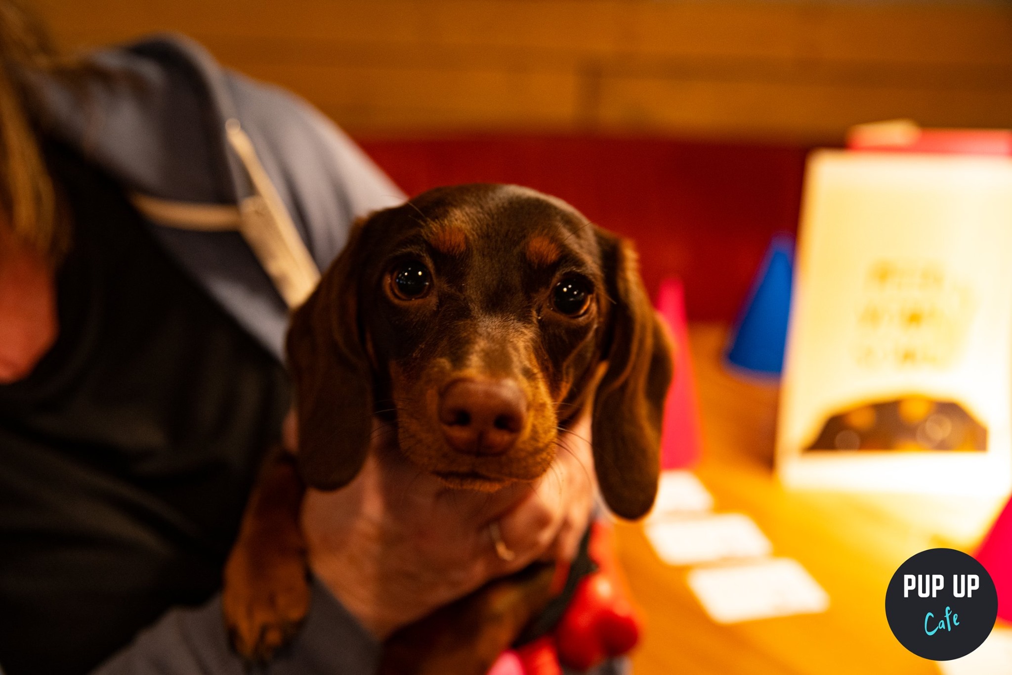 Dachshund Pop Up Cafe – Leeds