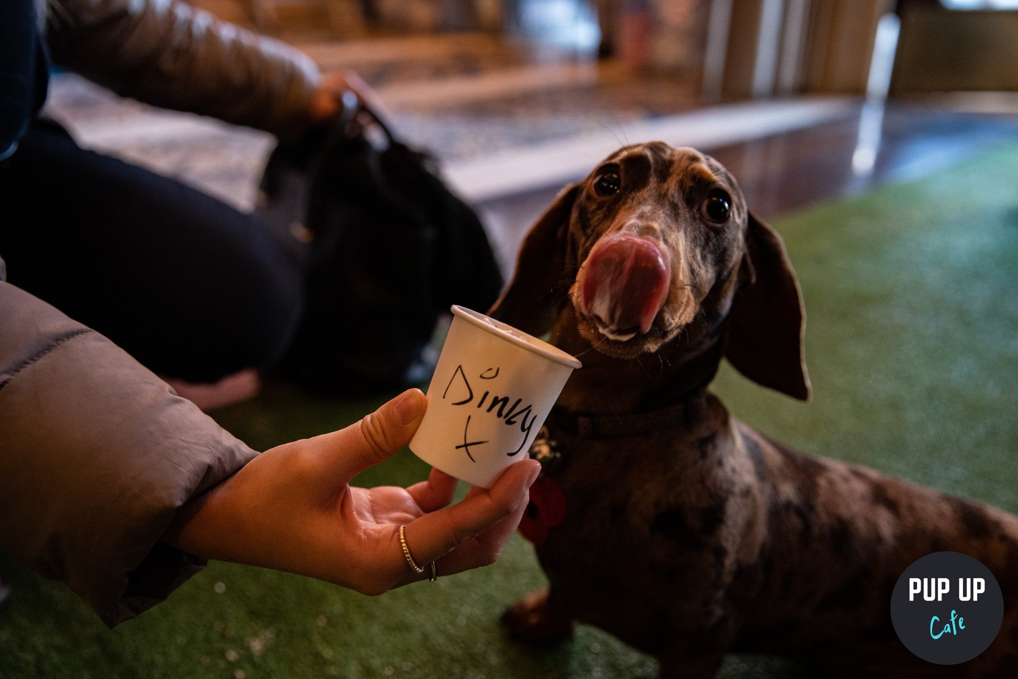 Dachshund Pop Up Cafe – Bournemouth